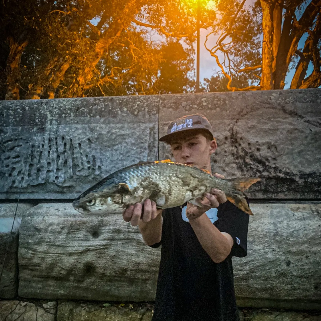 The most recent Striped mullet catches on Fishbrain