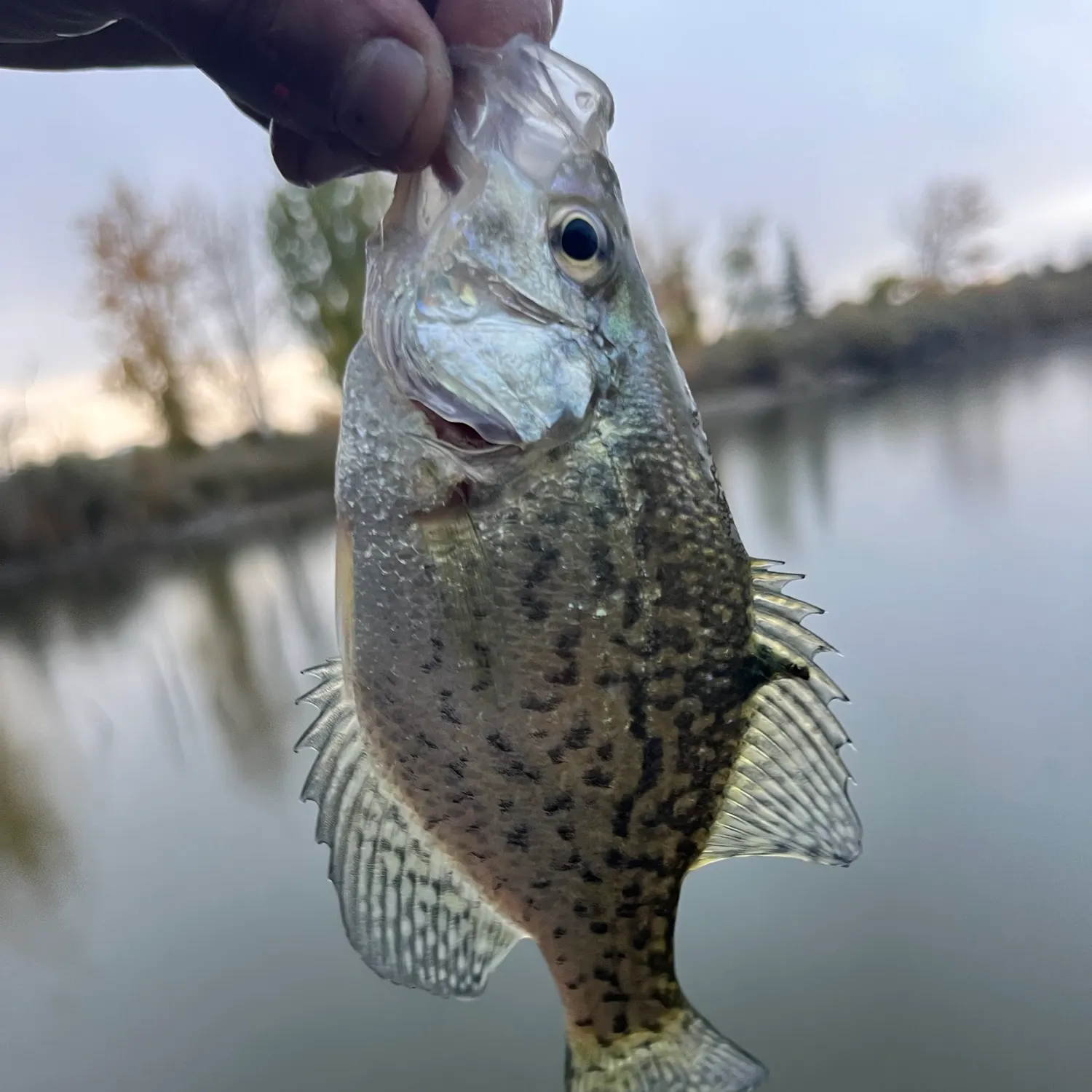 Black crappie caught on Fishbrain