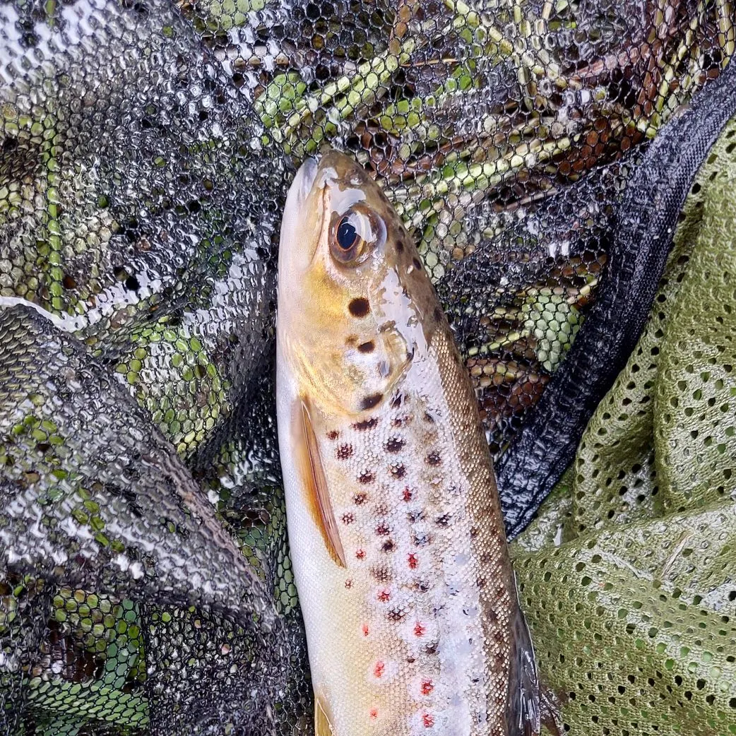 Brown trout caught on Fishbrain