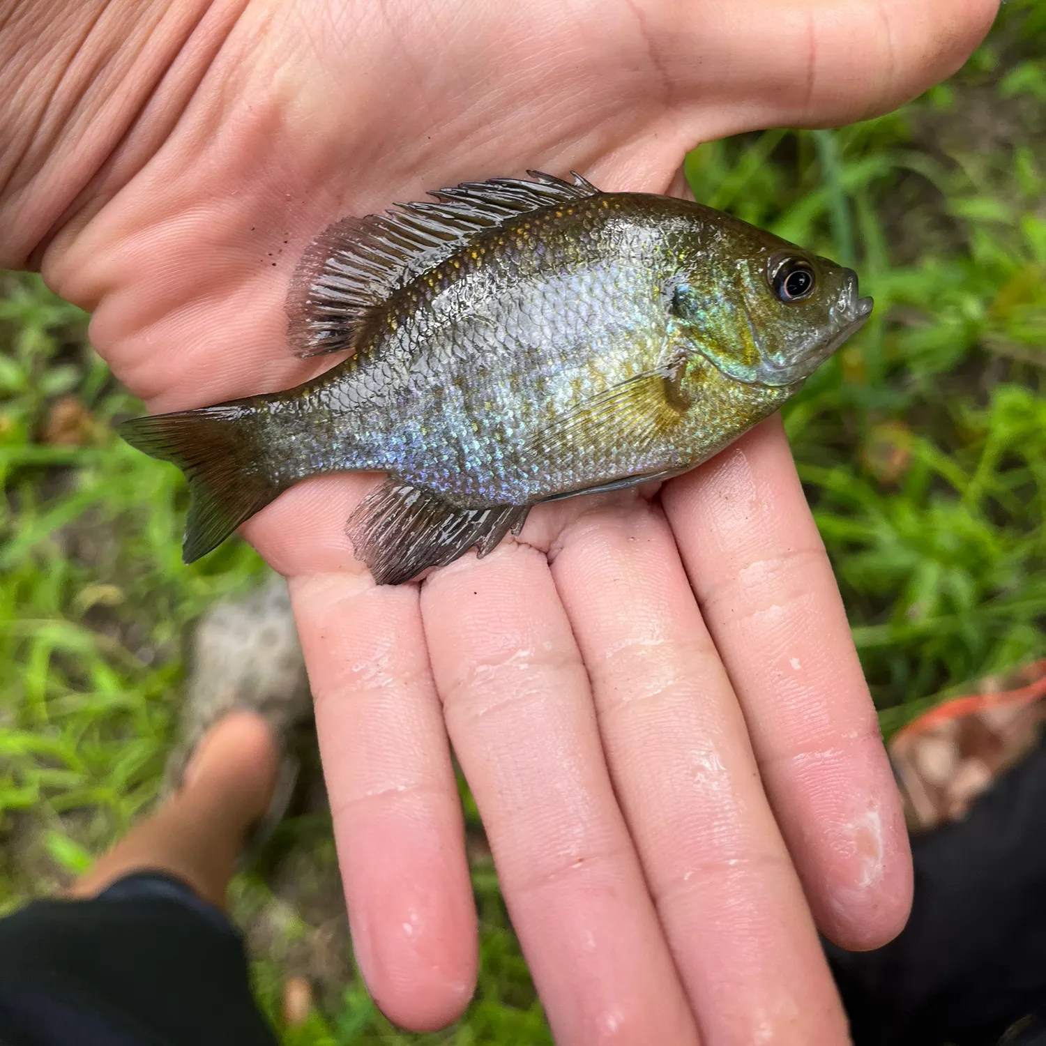 The most recent Redear x bluegill catches on Fishbrain