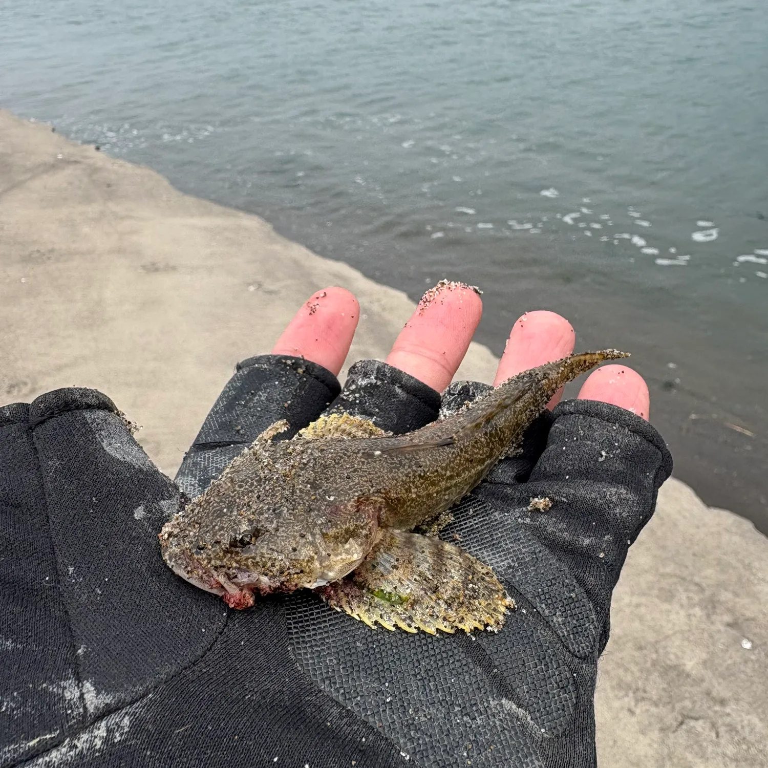 The most recent Pacific staghorn sculpin catches on Fishbrain