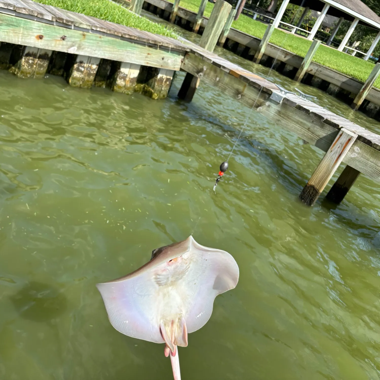 The most recent Common stingaree catches on Fishbrain