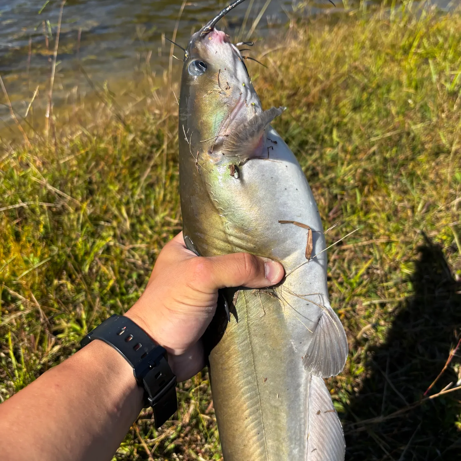 Channel catfish caught on Fishbrain