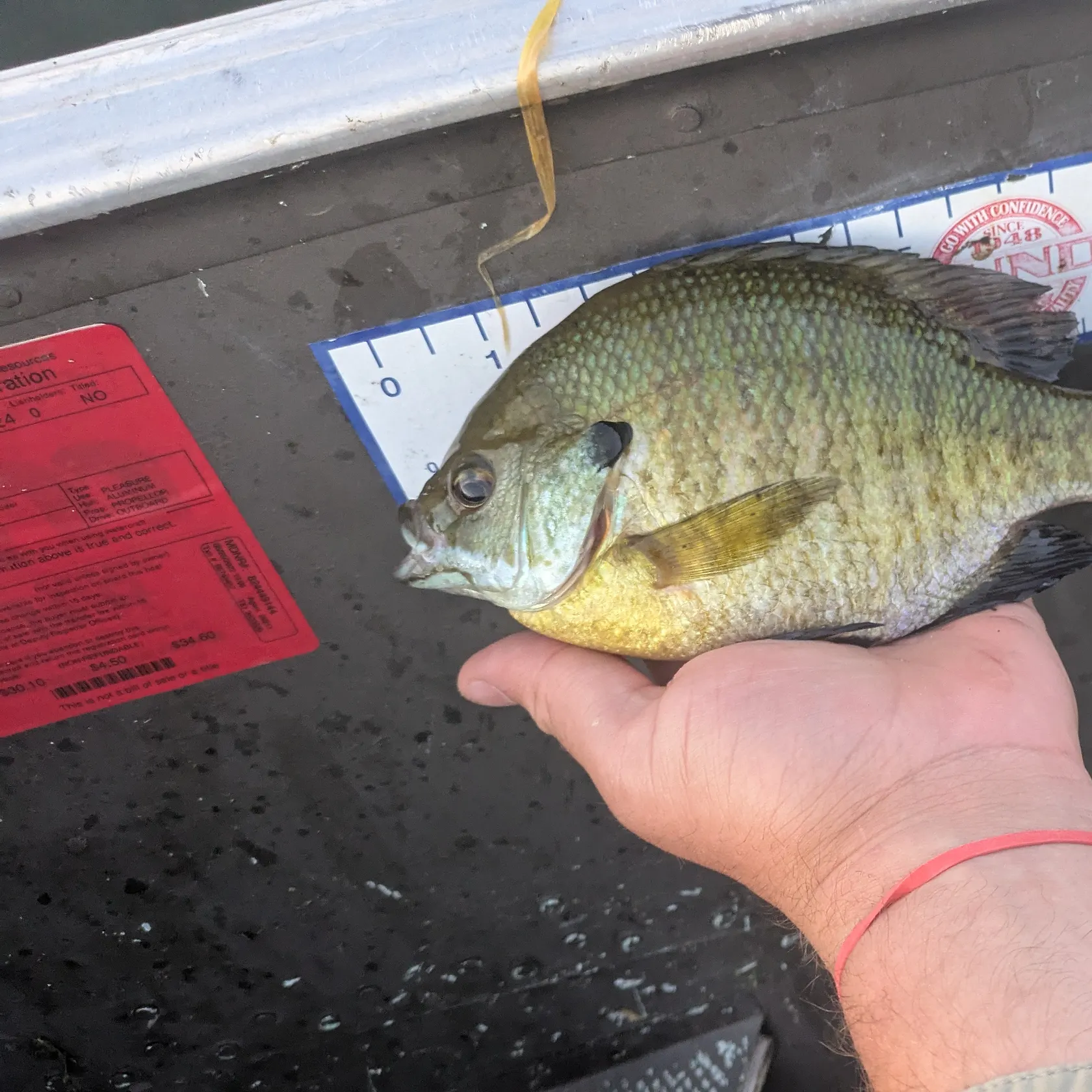 recently logged catches