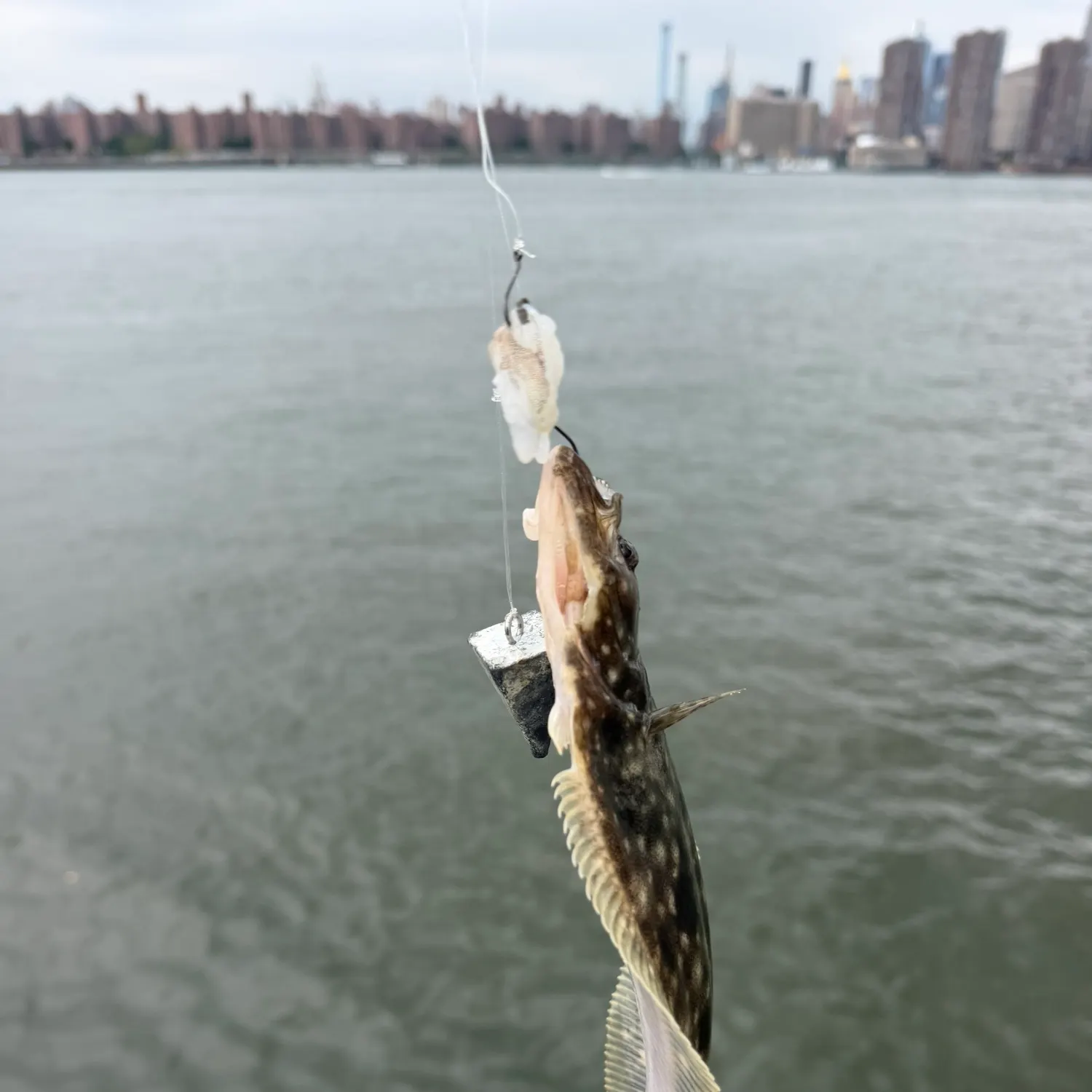 Summer flounder caught on Fishbrain