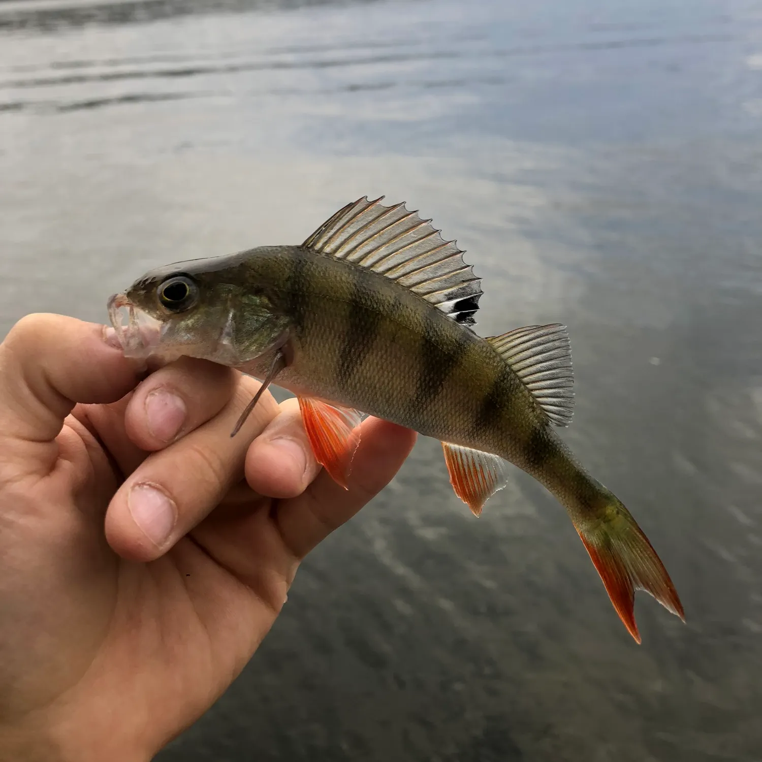 The most recent European perch catches on Fishbrain