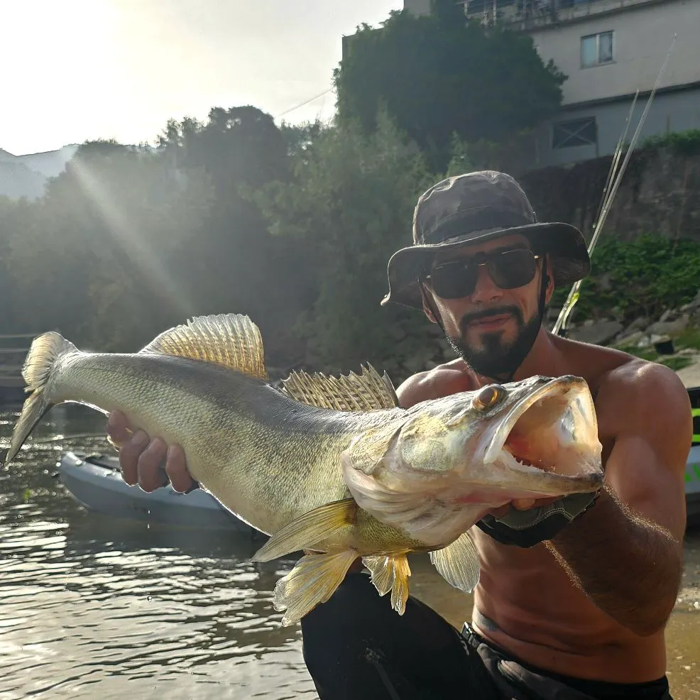 Zander caught on Fishbrain