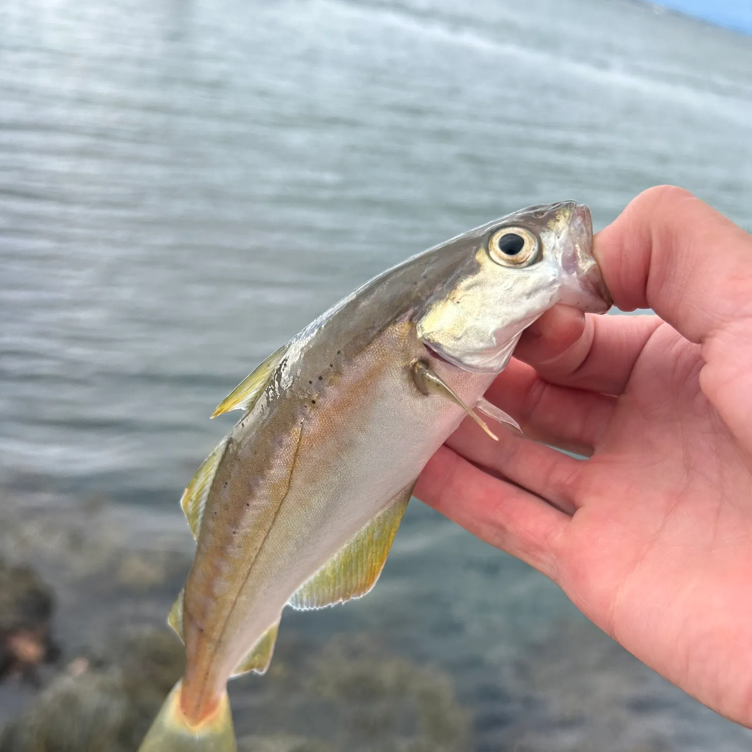 Pollack caught on Fishbrain