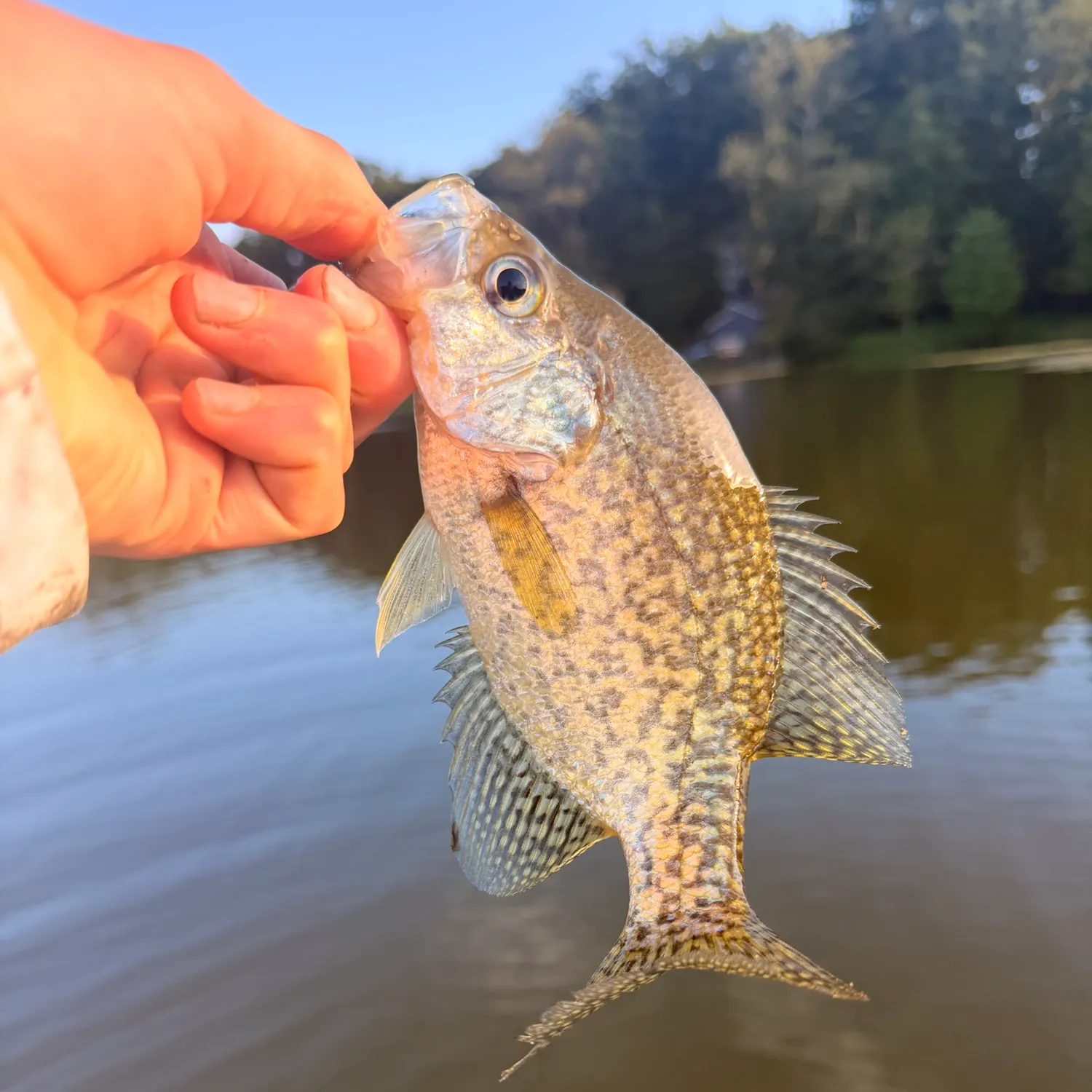 Black crappie caught on Fishbrain