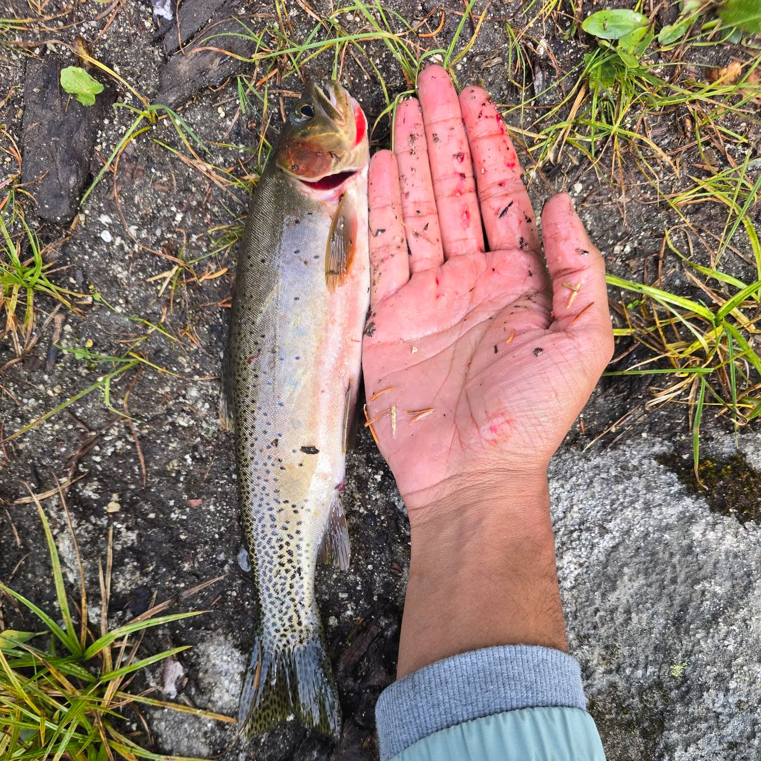 Cutthroat trout caught on Fishbrain