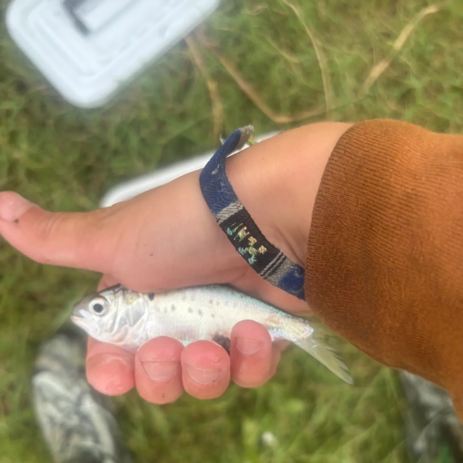 Threadfin shad caught on Fishbrain
