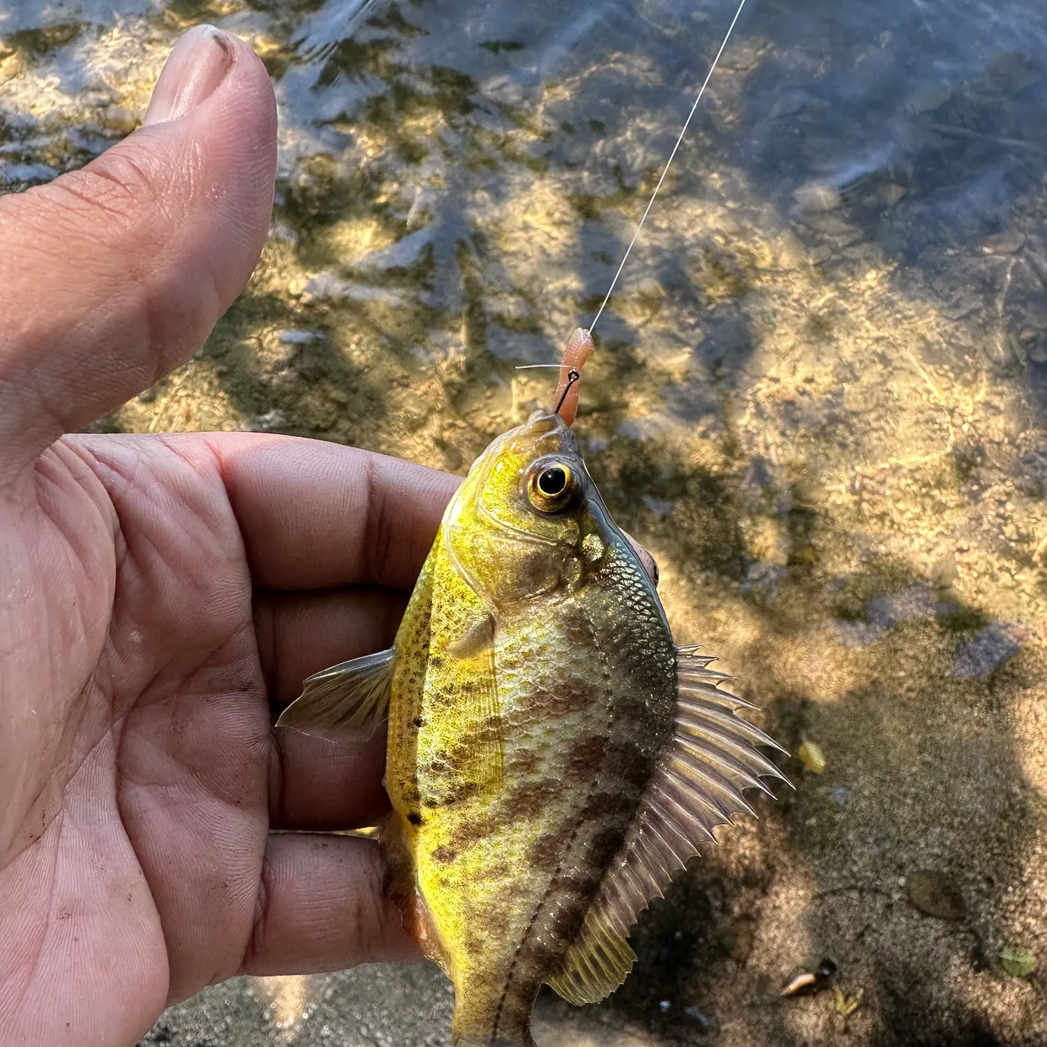 The most recent Tule perch catches on Fishbrain