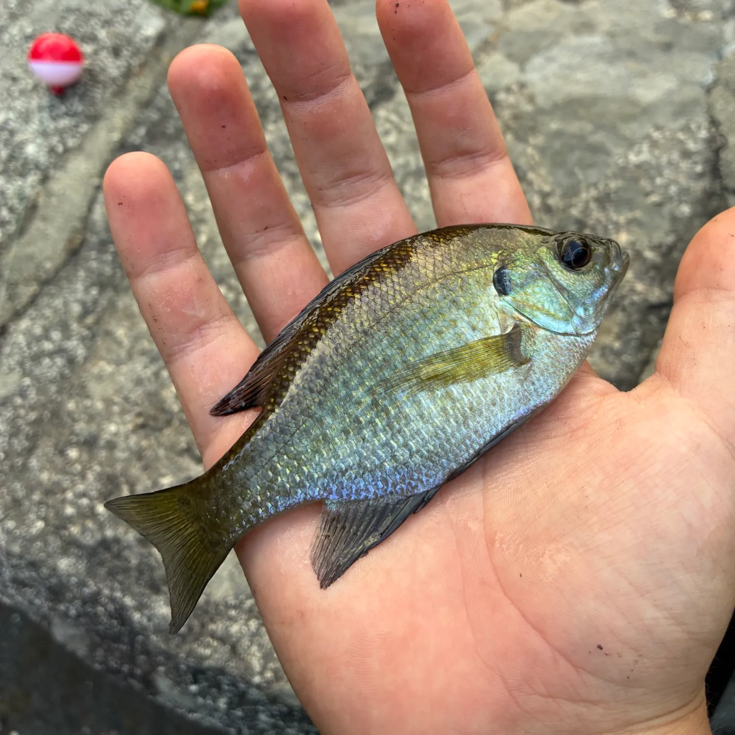 Bluegill caught on Fishbrain