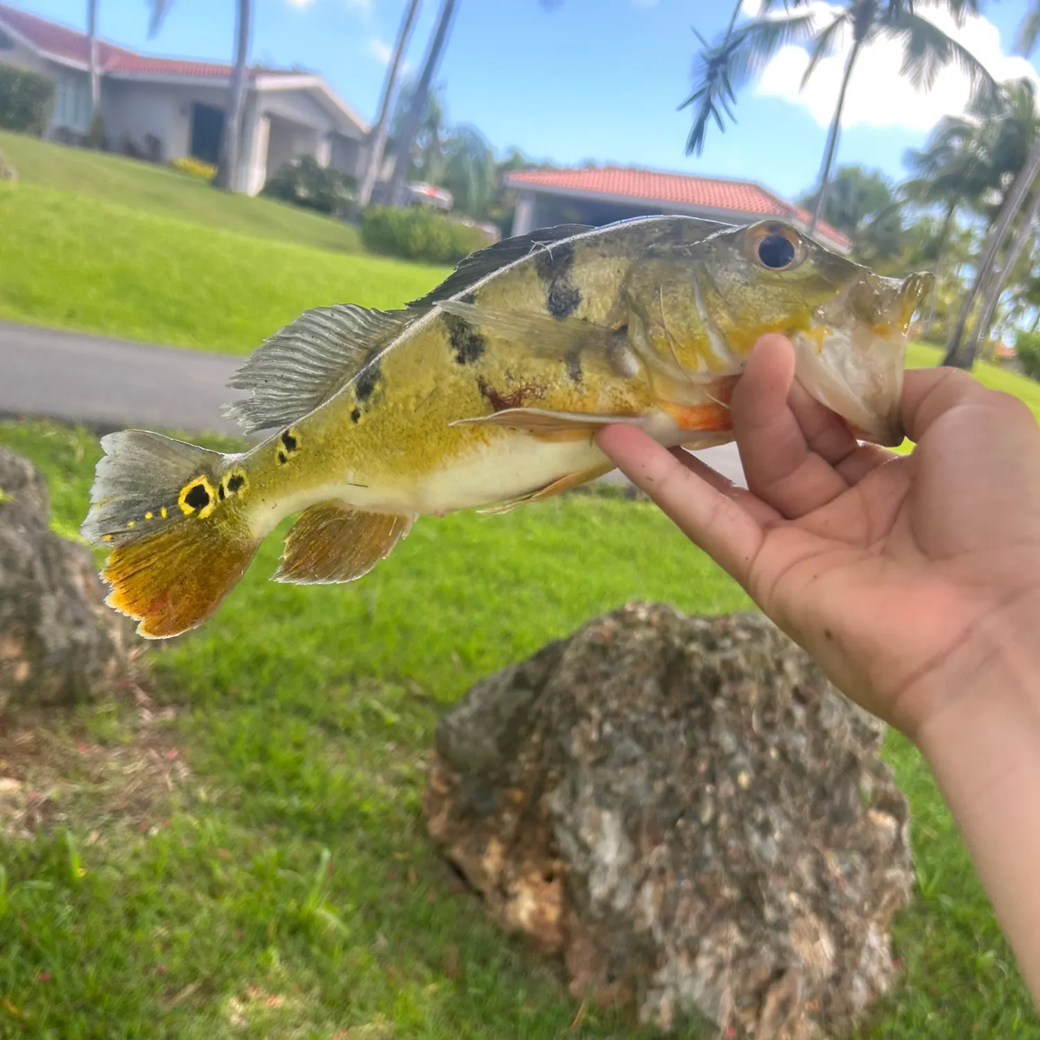 catch