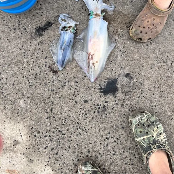 The most recent Southern calamari catches on Fishbrain