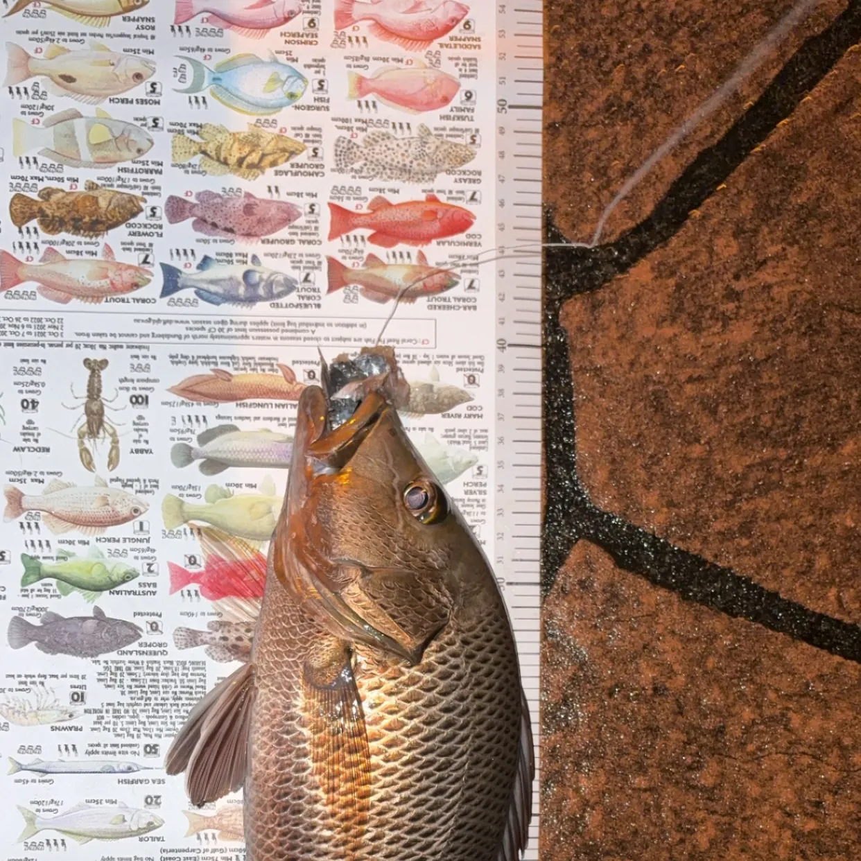The most recent Mangrove snapper catches on Fishbrain
