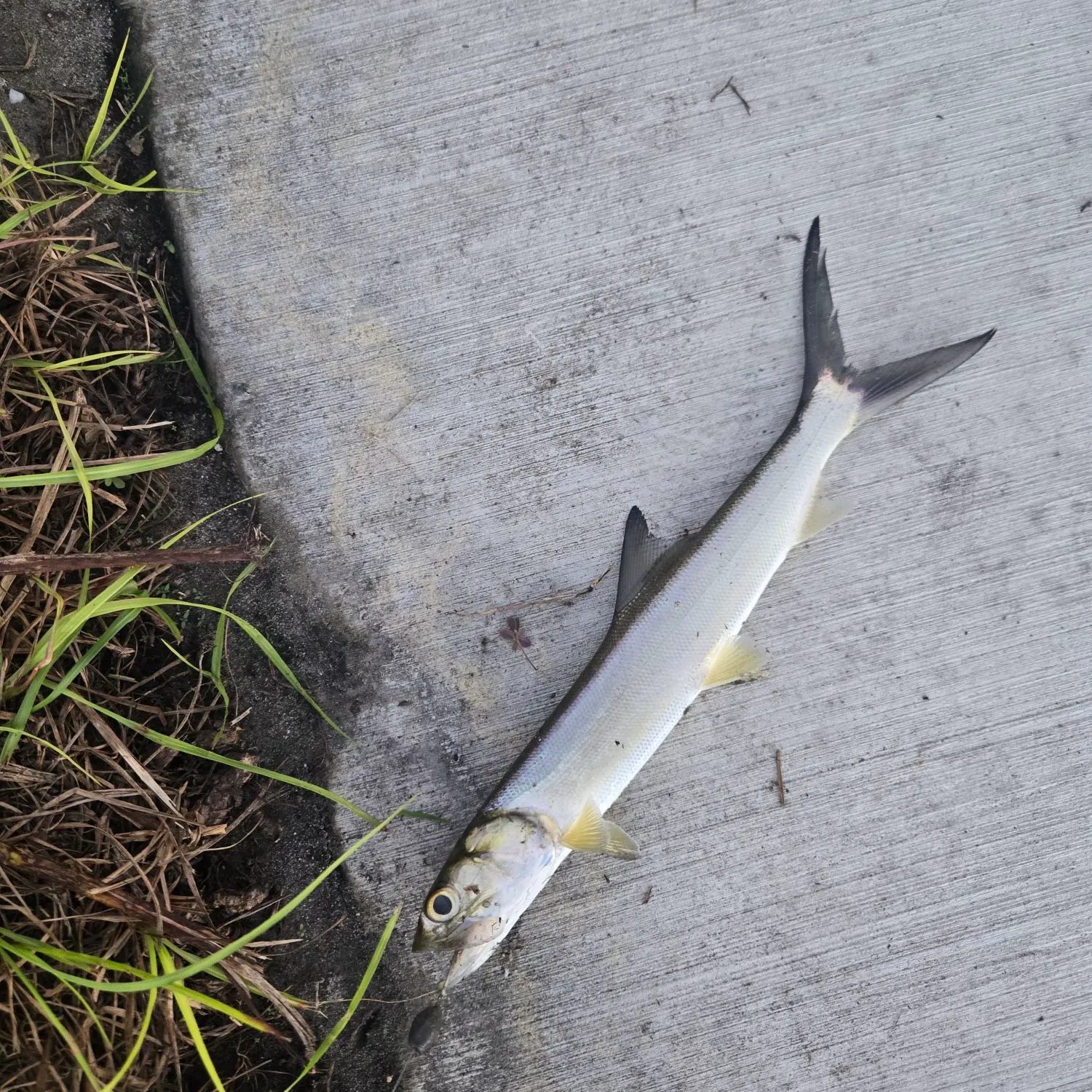 Ladyfish caught on Fishbrain