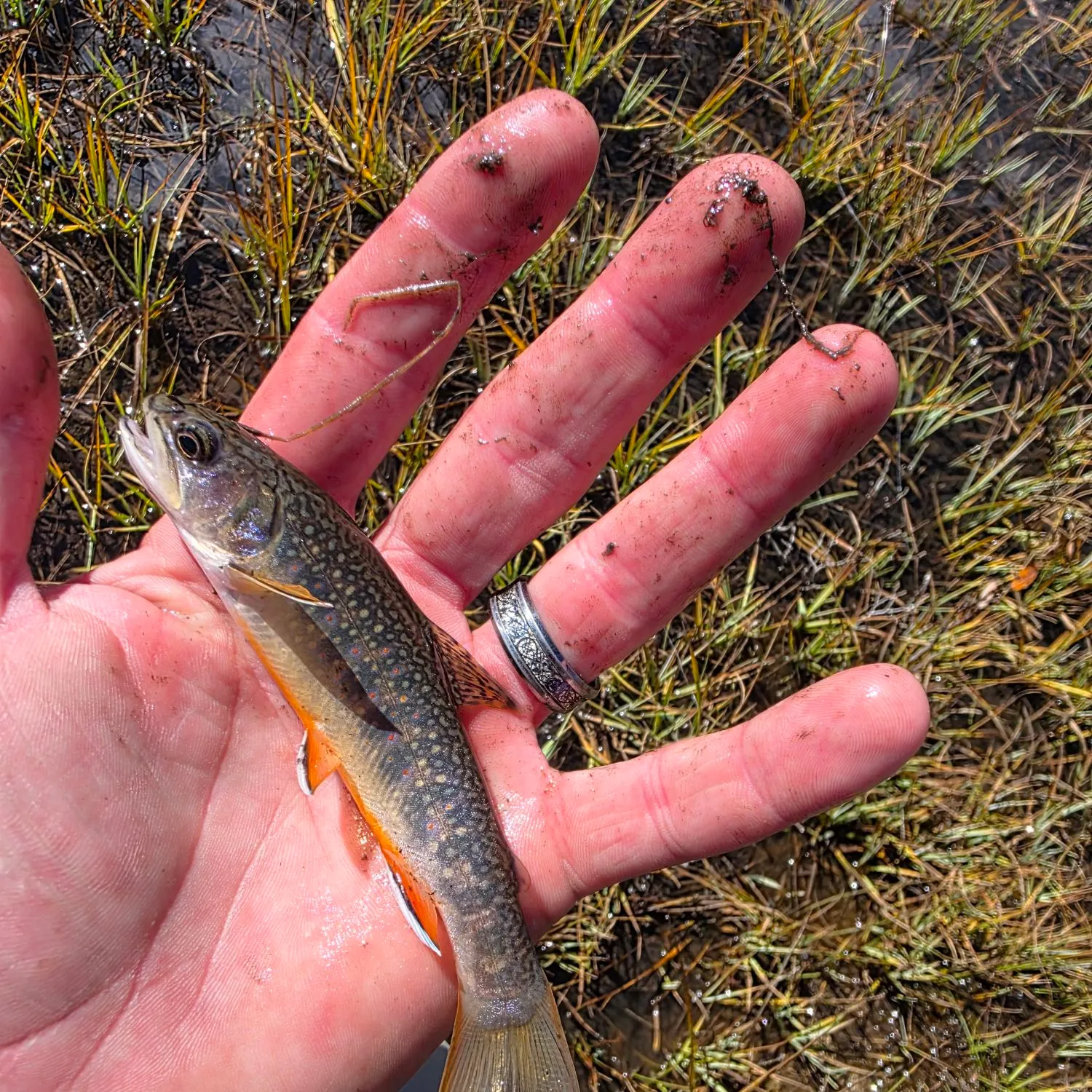 Brook trout caught on Fishbrain
