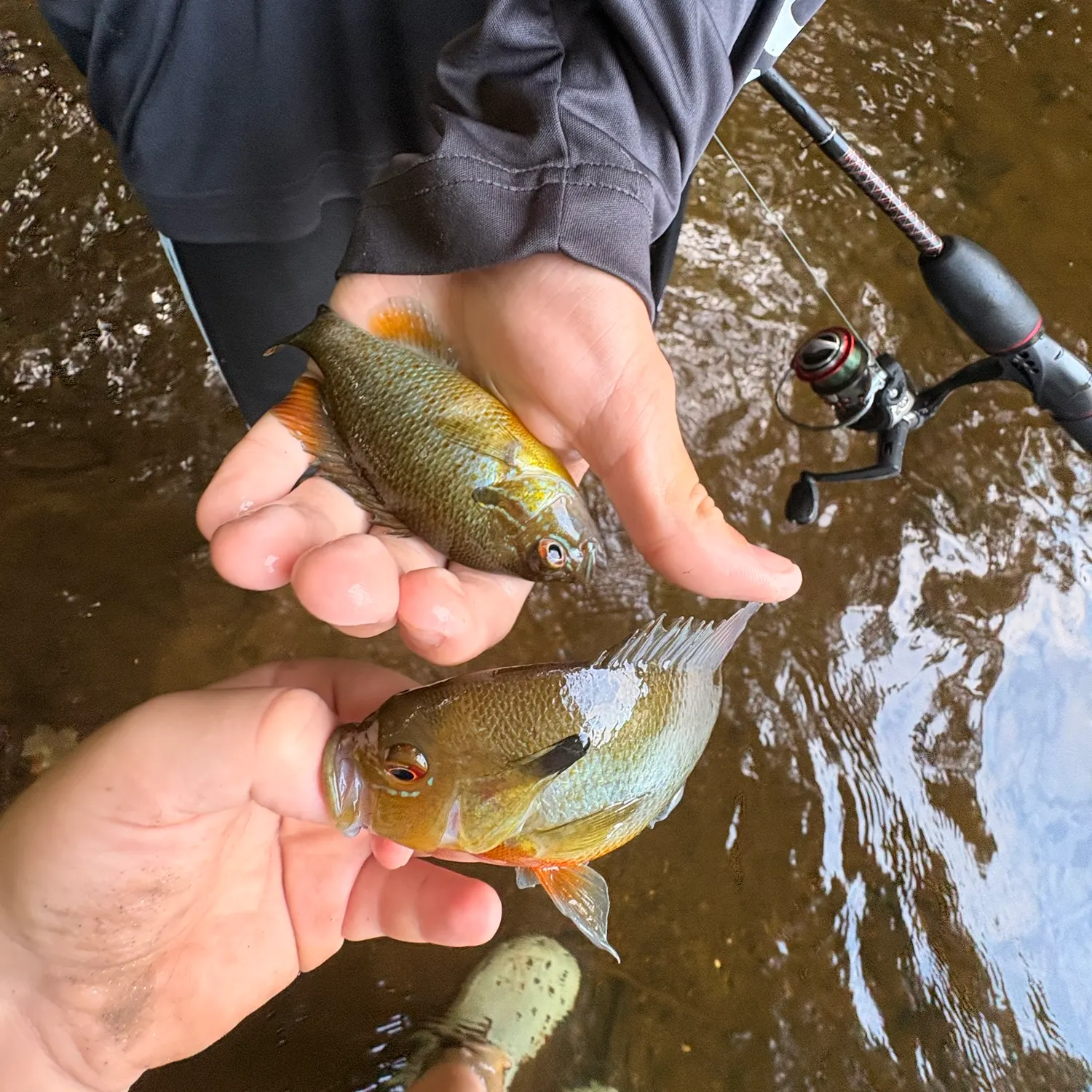 Redbreast sunfish caught on Fishbrain