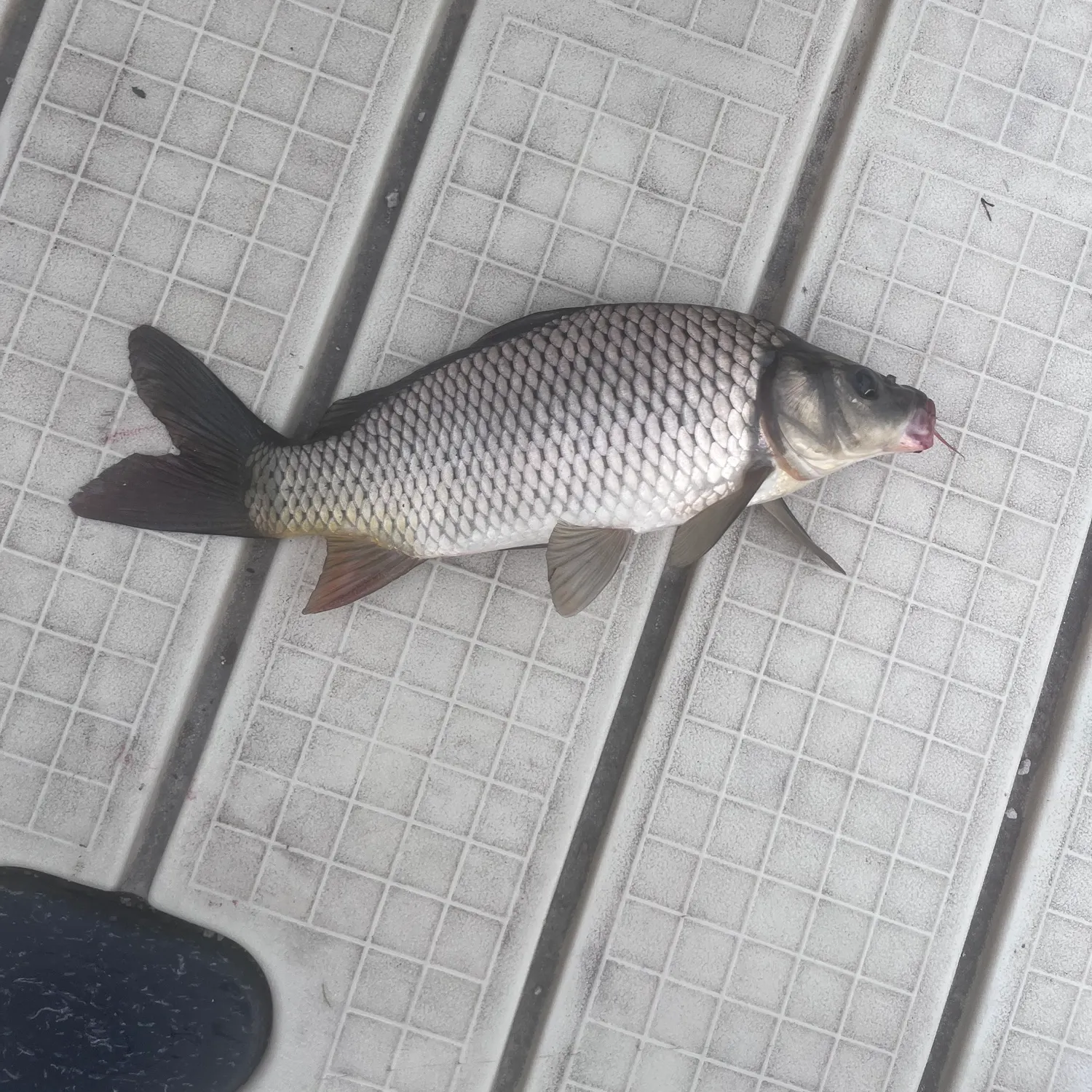 The most recent Common carp catches on Fishbrain