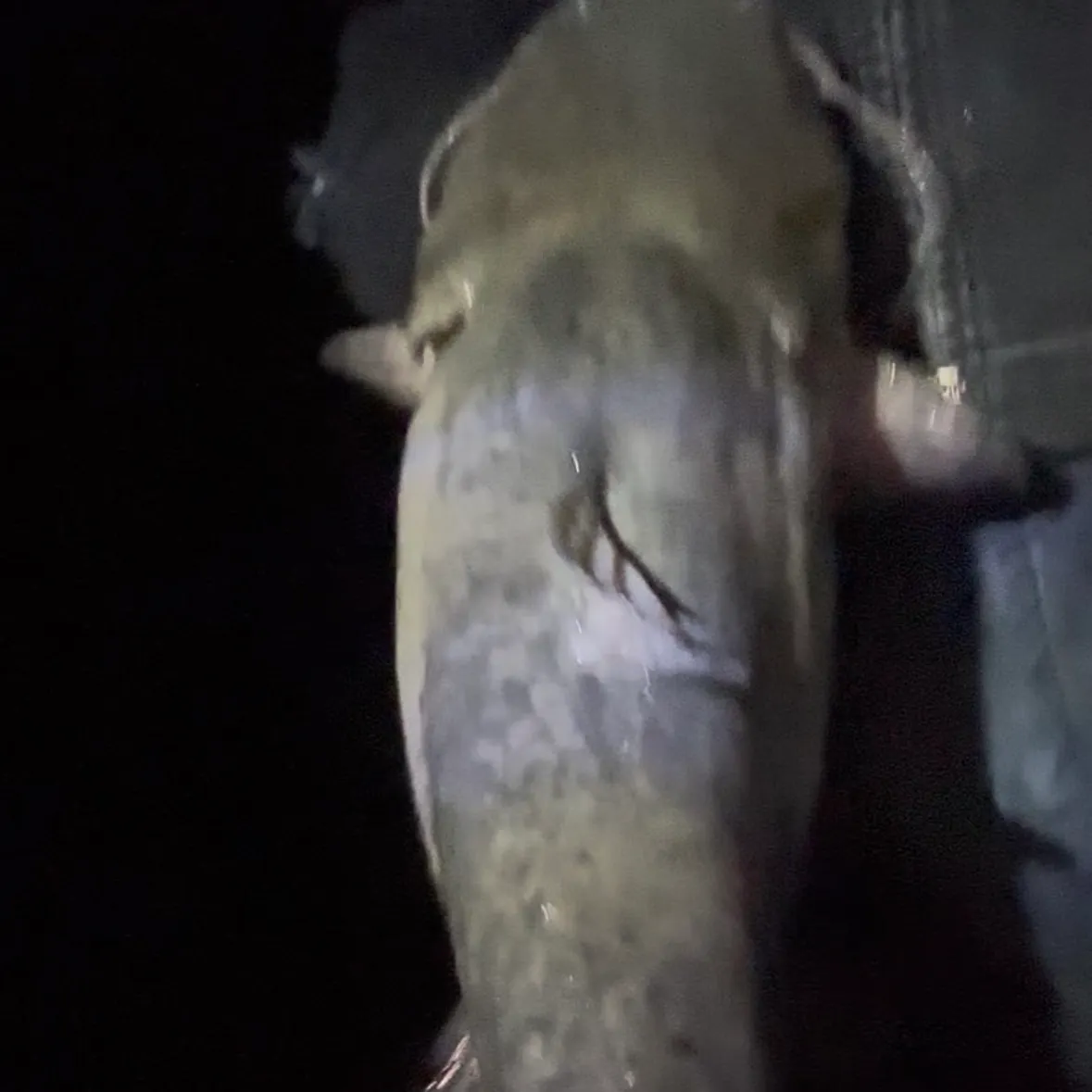 Flathead catfish caught on Fishbrain