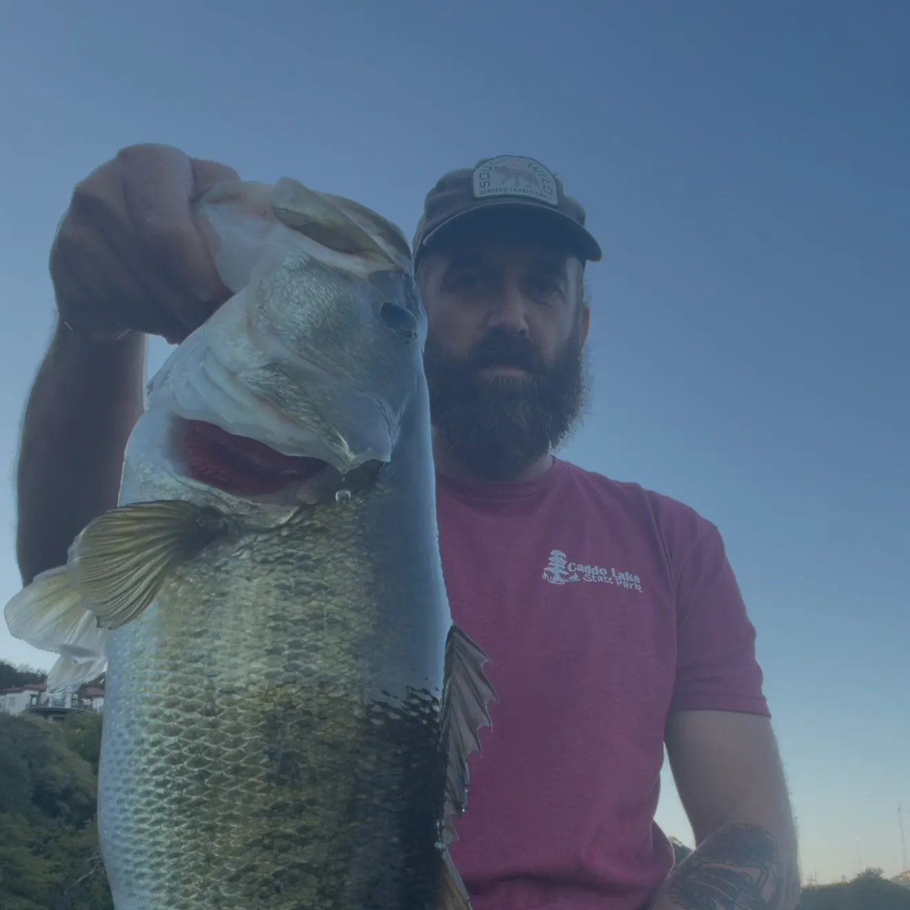Largemouth bass caught on Fishbrain