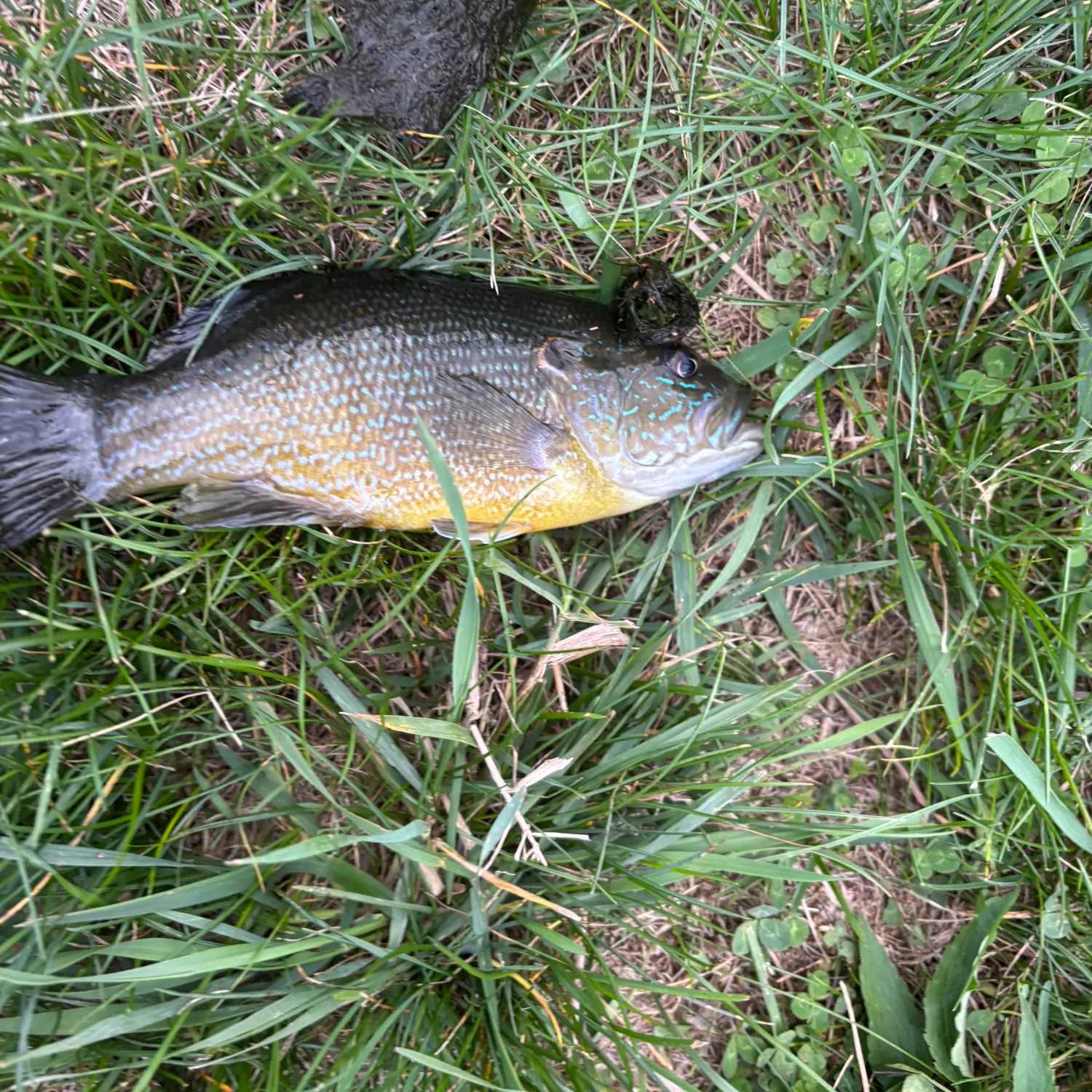 Green sunfish caught on Fishbrain
