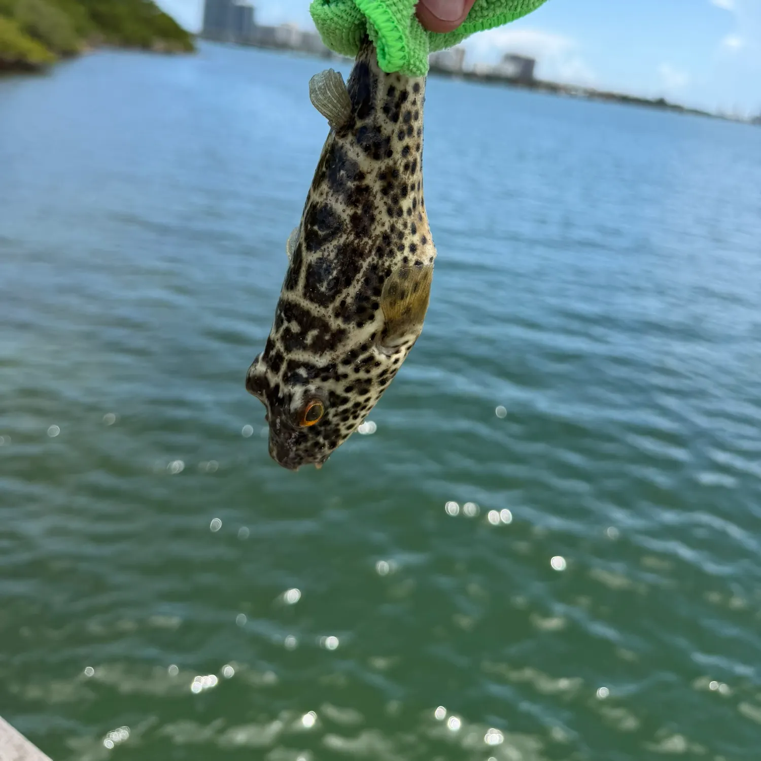Checkered puffer caught on Fishbrain