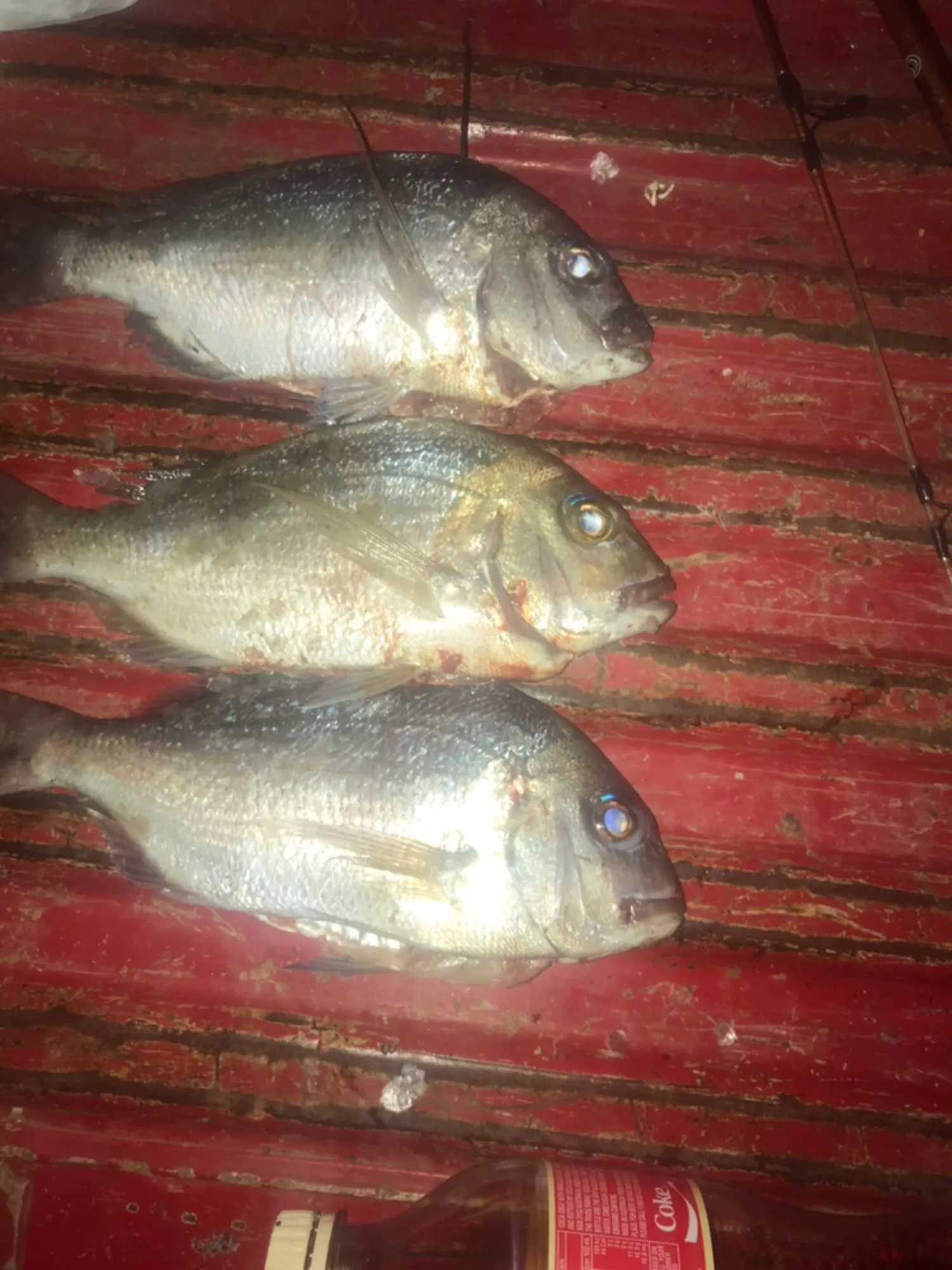 Post image from Ryans_Fishing