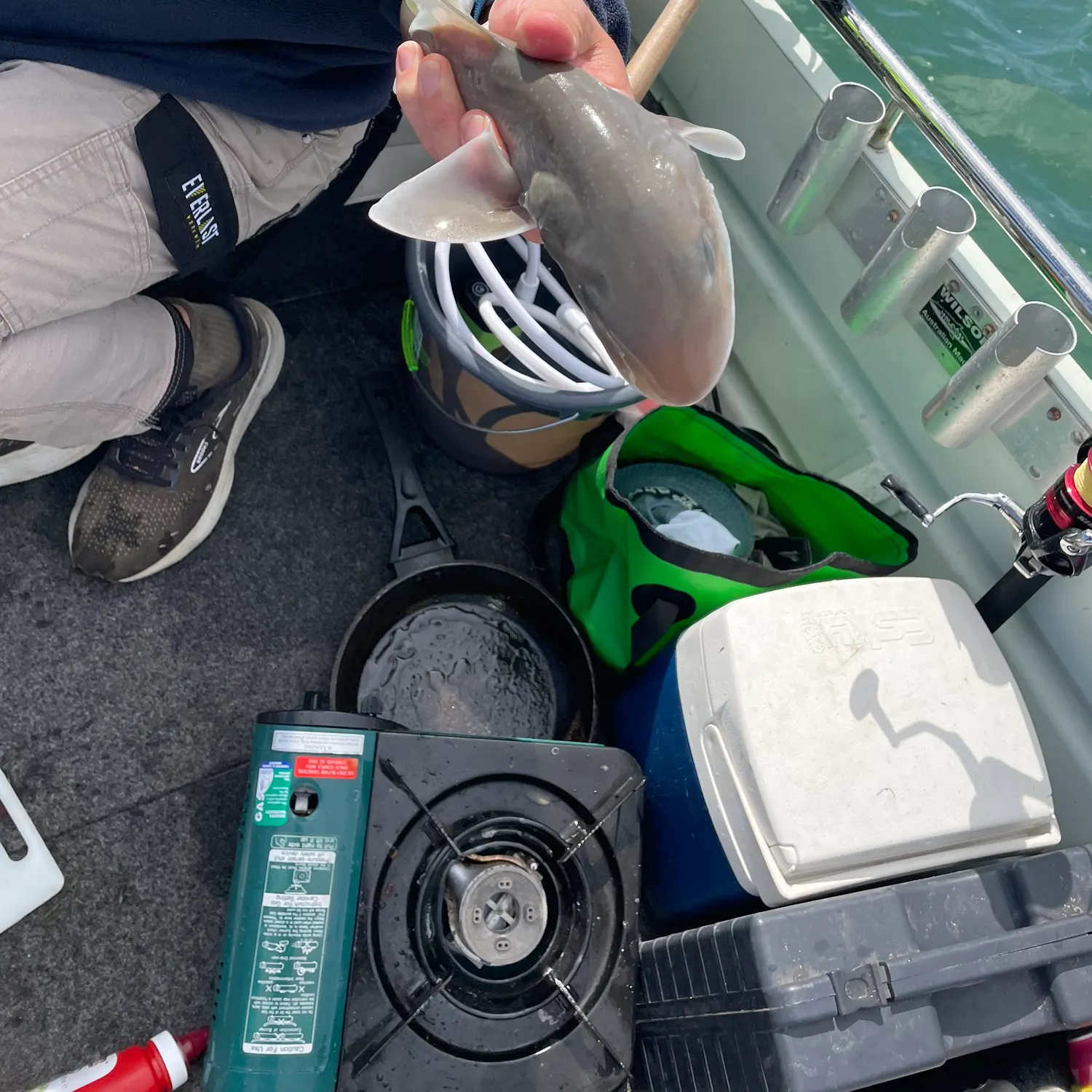 The most recent Gummy shark catches on Fishbrain