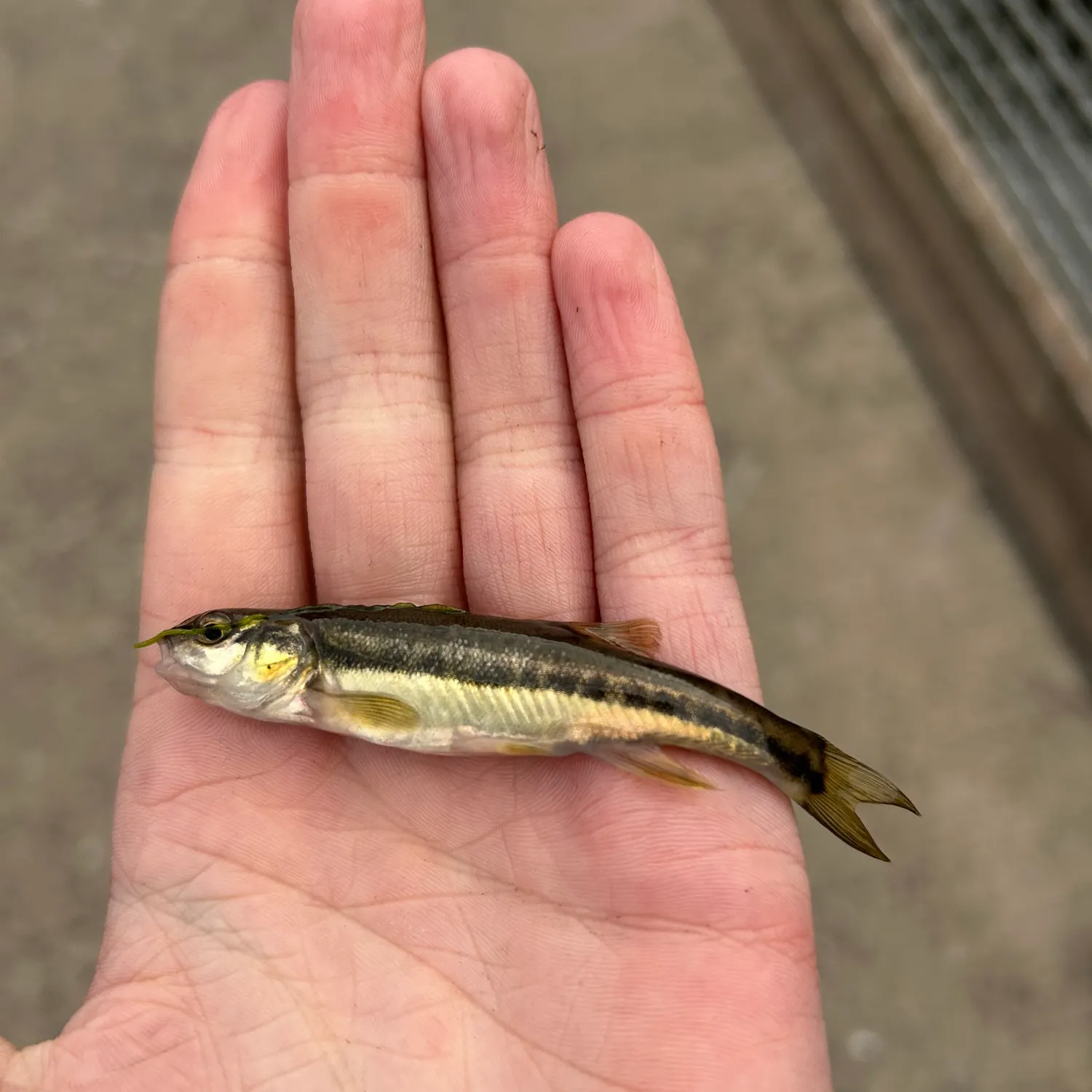 The most recent Eurasian minnow catches on Fishbrain