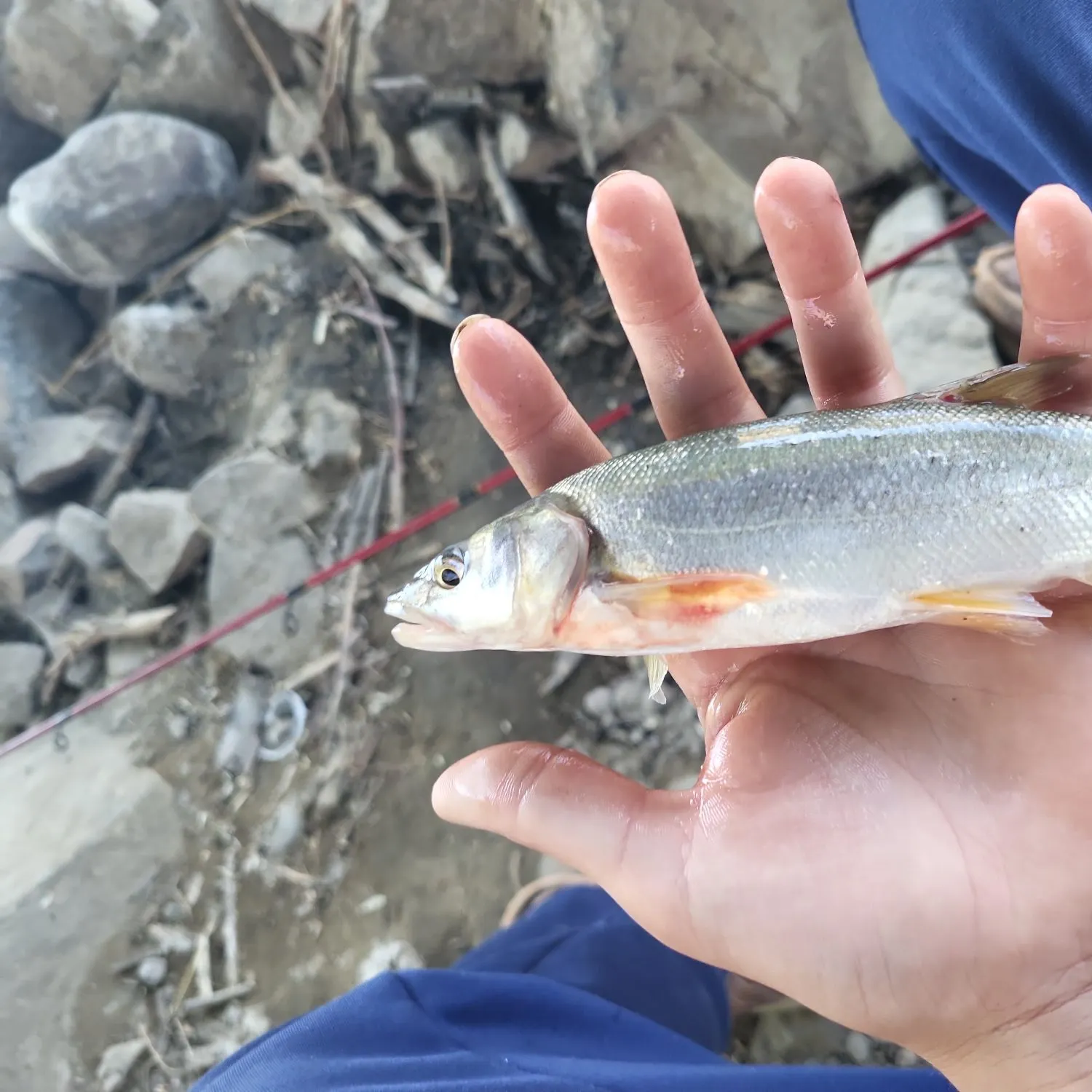 The most recent Umpqua pikeminnow catches on Fishbrain