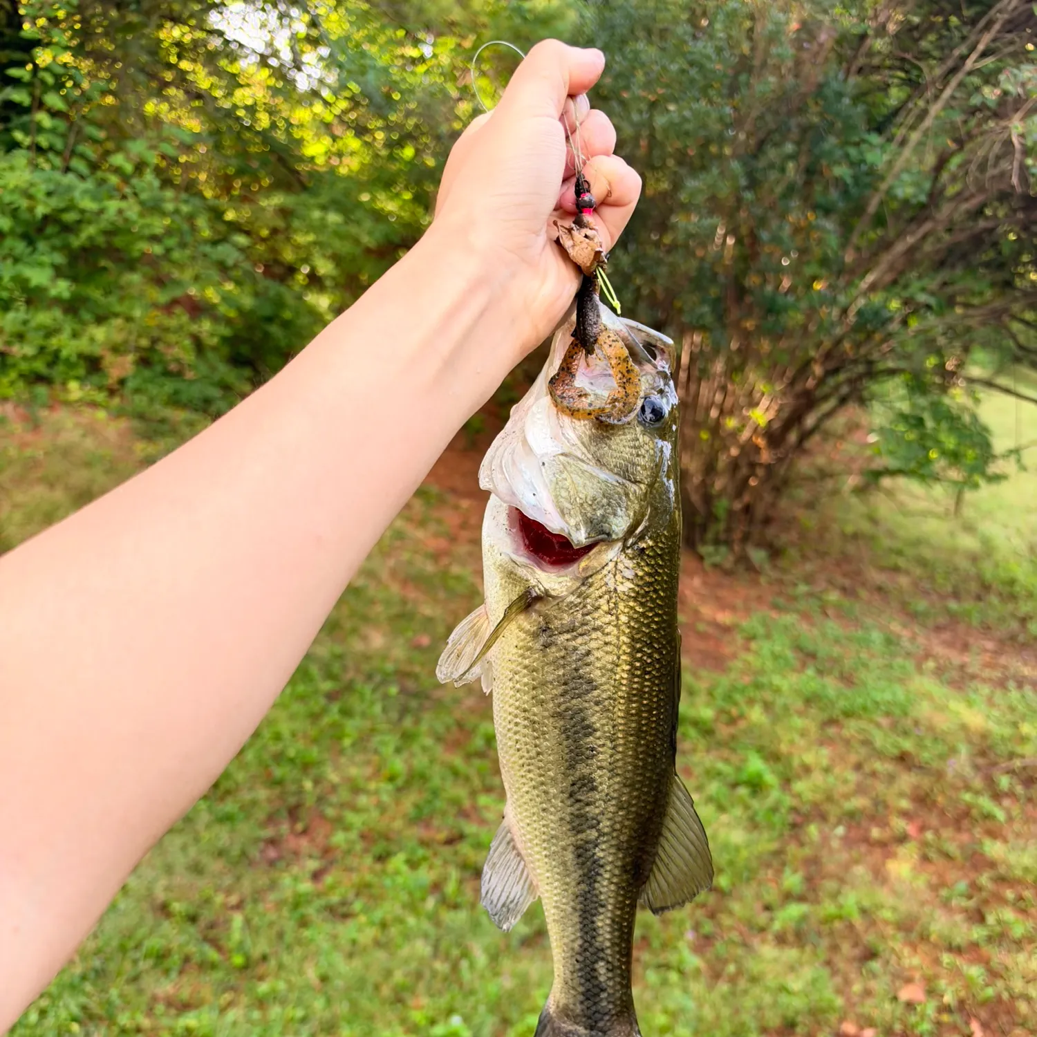 Largemouth bass caught on Fishbrain