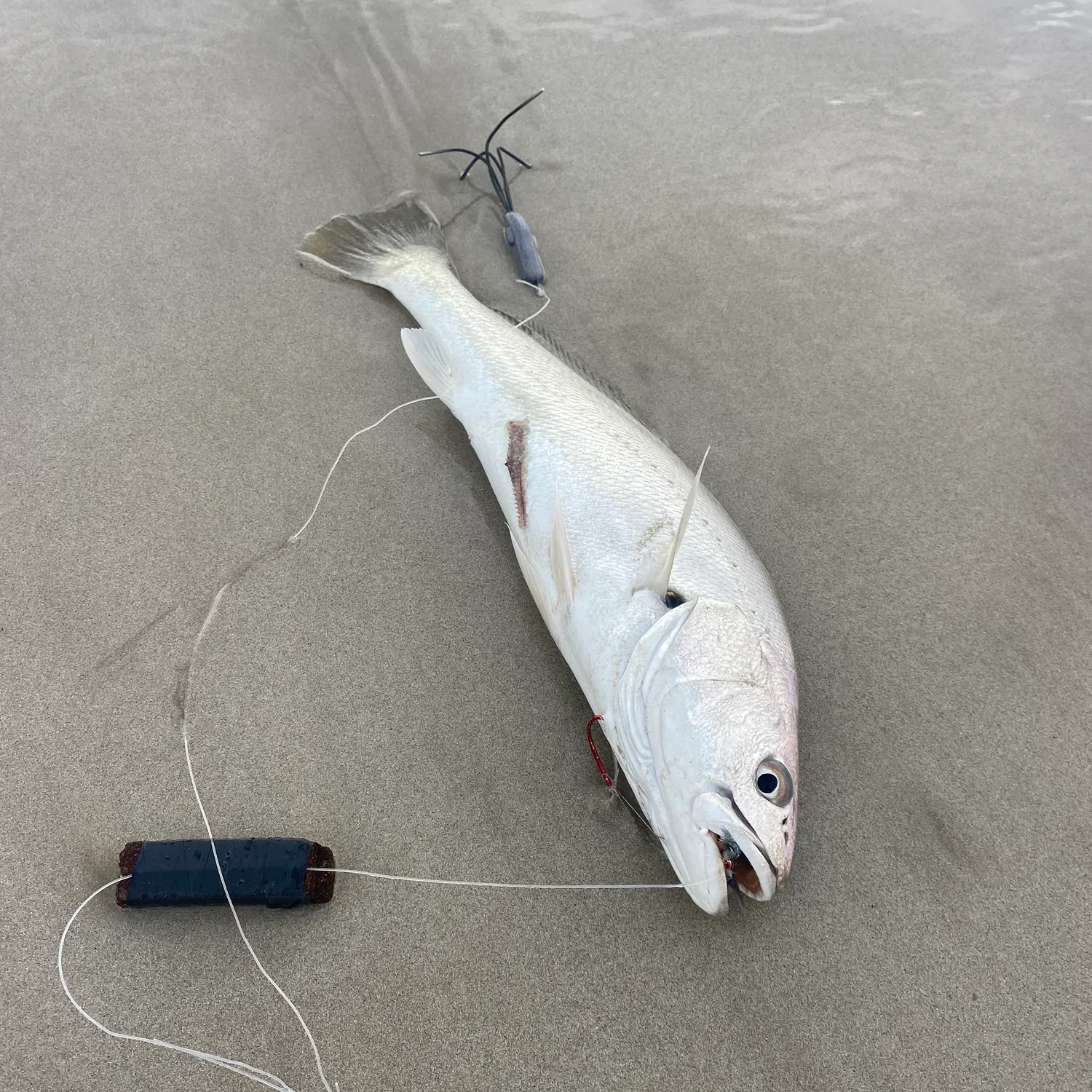 The most recent Japanese meagre catches on Fishbrain