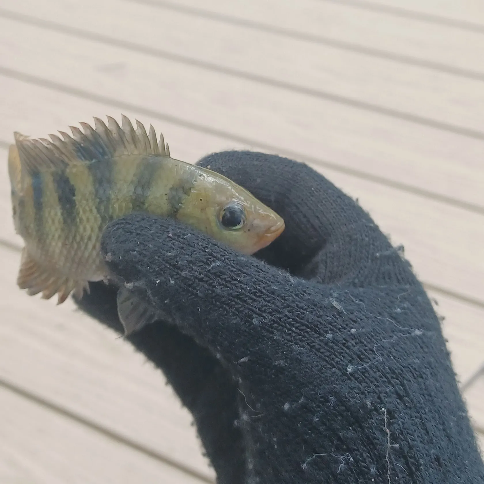 Mayan cichlid caught on Fishbrain