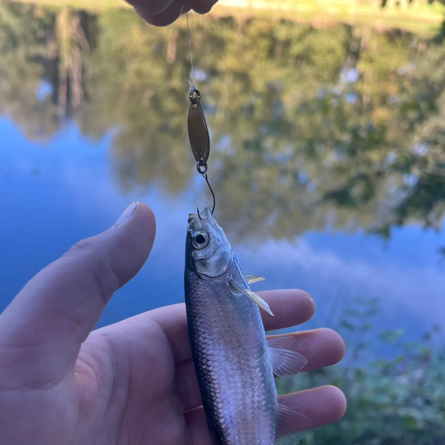 Common roach caught on Fishbrain