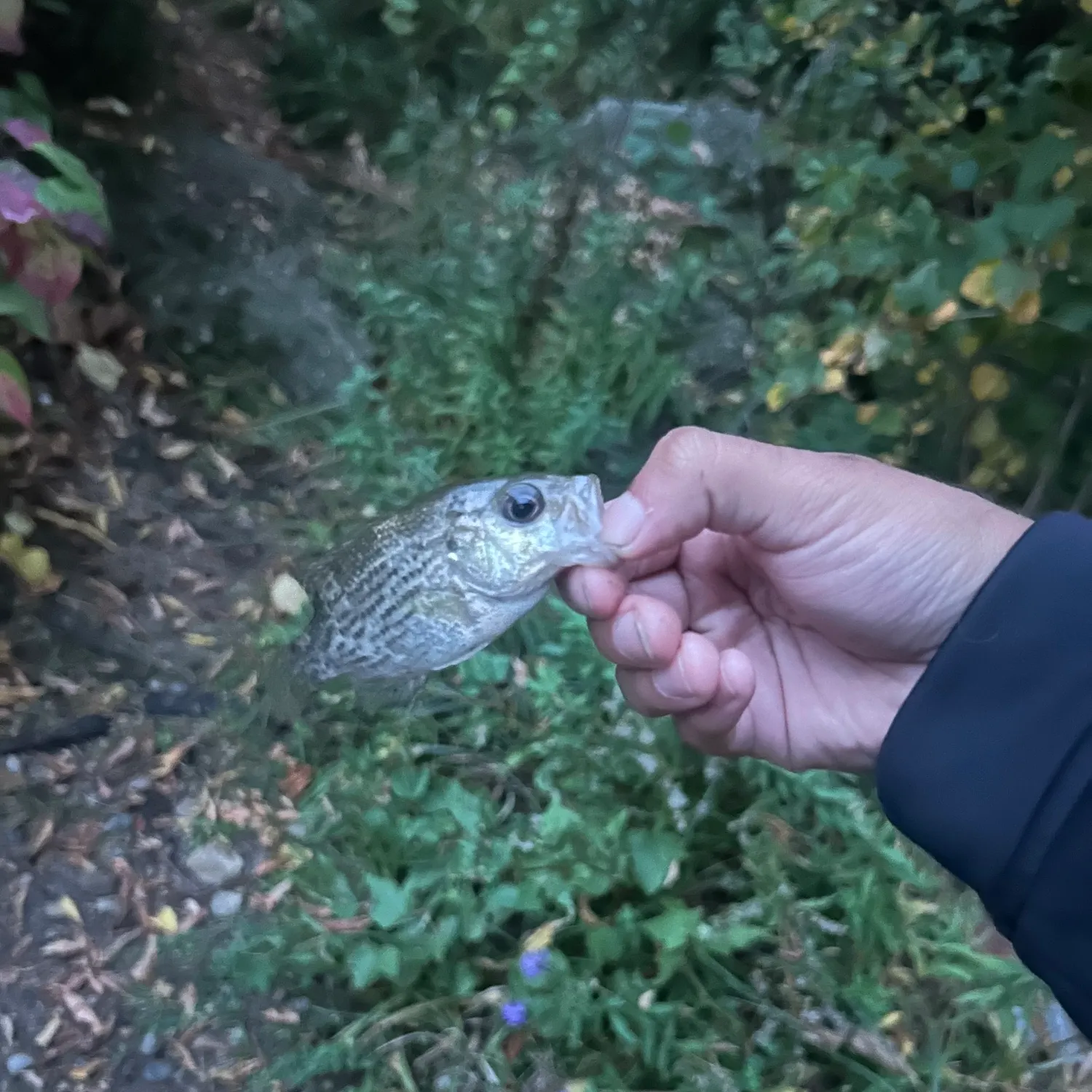 Rock bass caught on Fishbrain