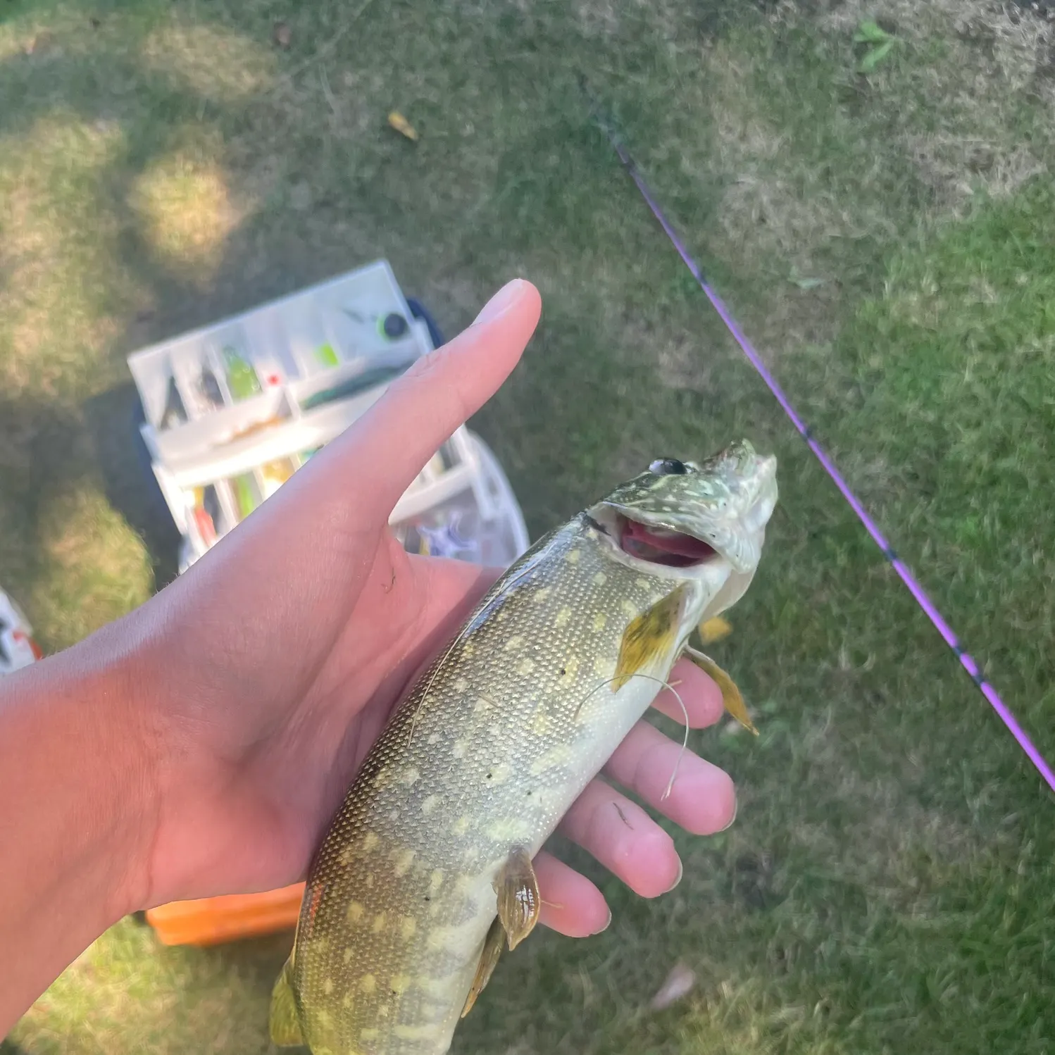 Northern pike caught on Fishbrain