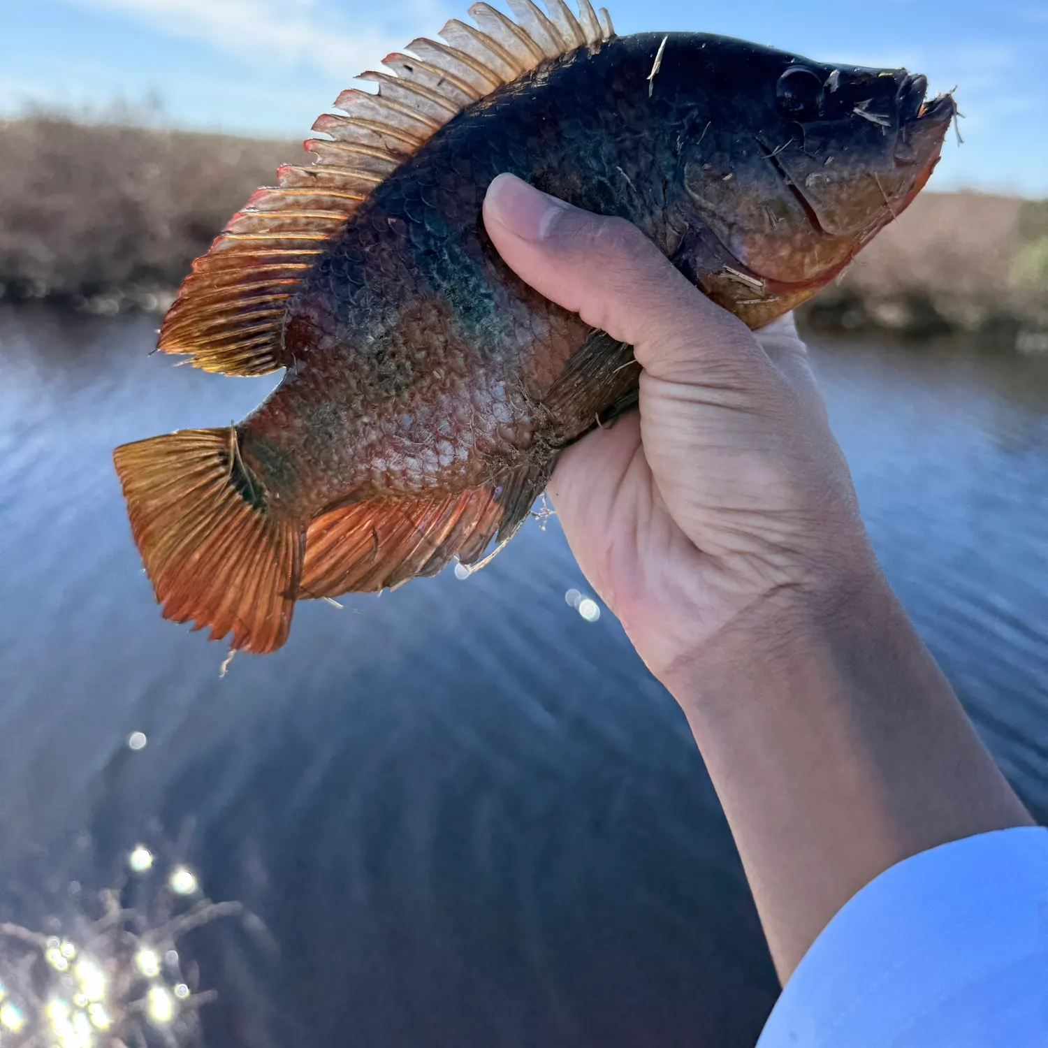 The most recent Mayan cichlid catches on Fishbrain
