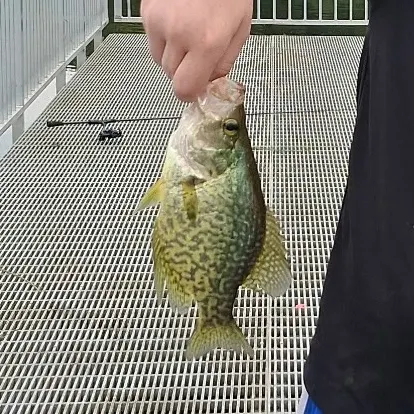 Black crappie caught on Fishbrain