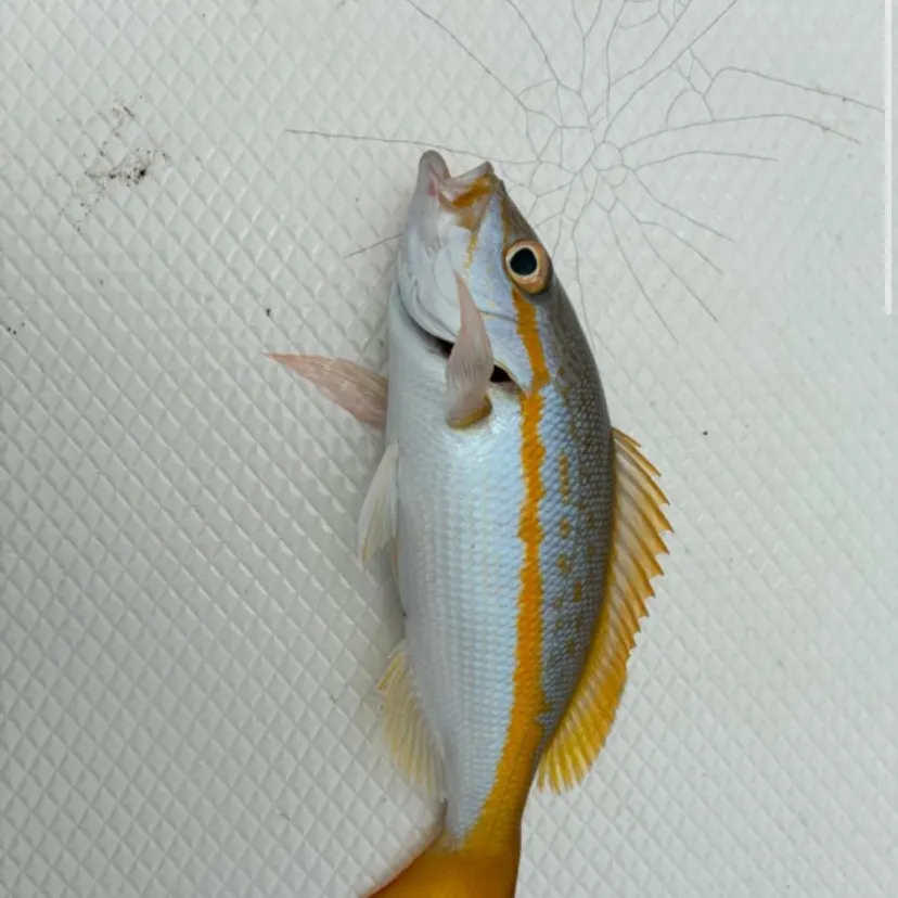 Yellowtail snapper caught on Fishbrain
