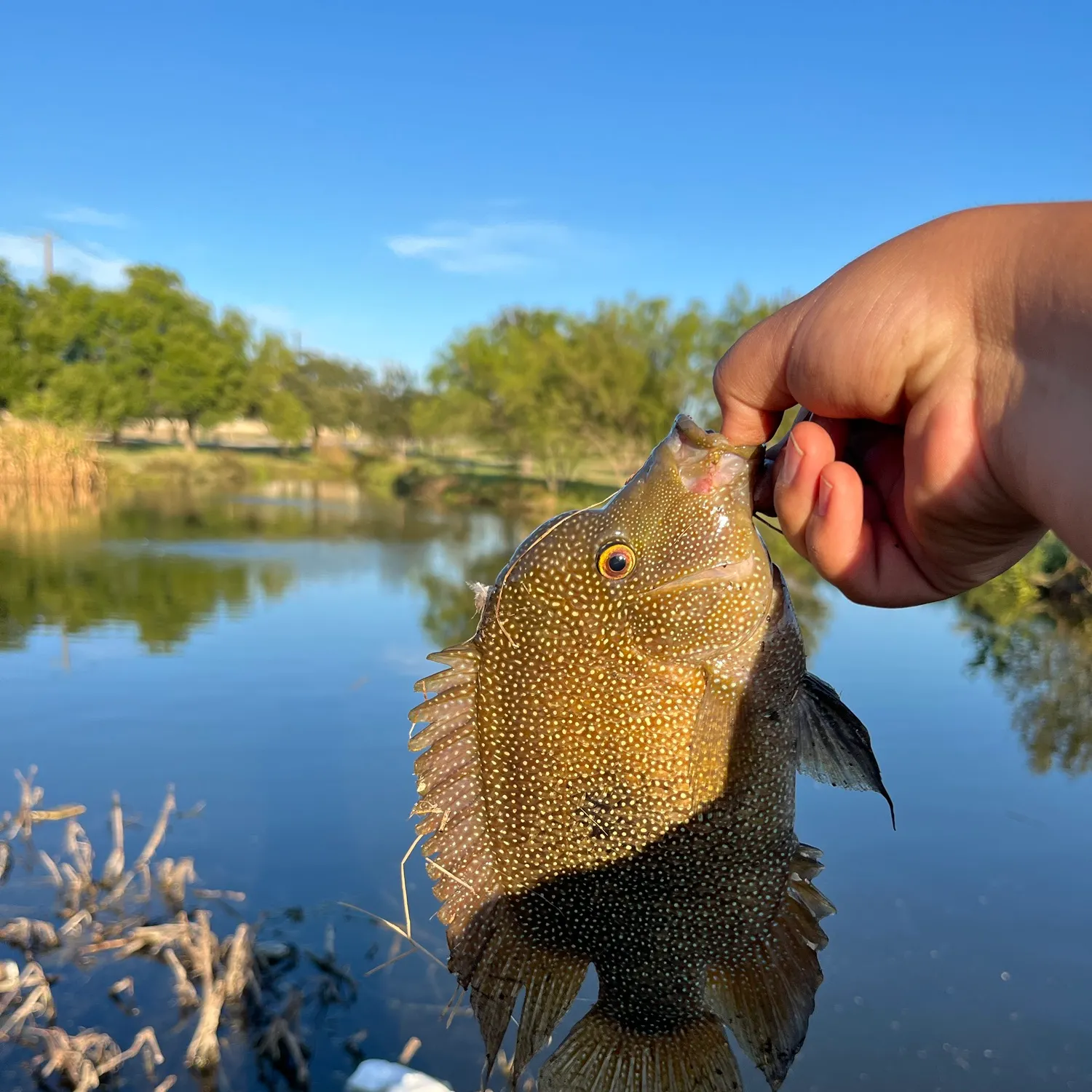 Rio Grande cichlid caught on Fishbrain