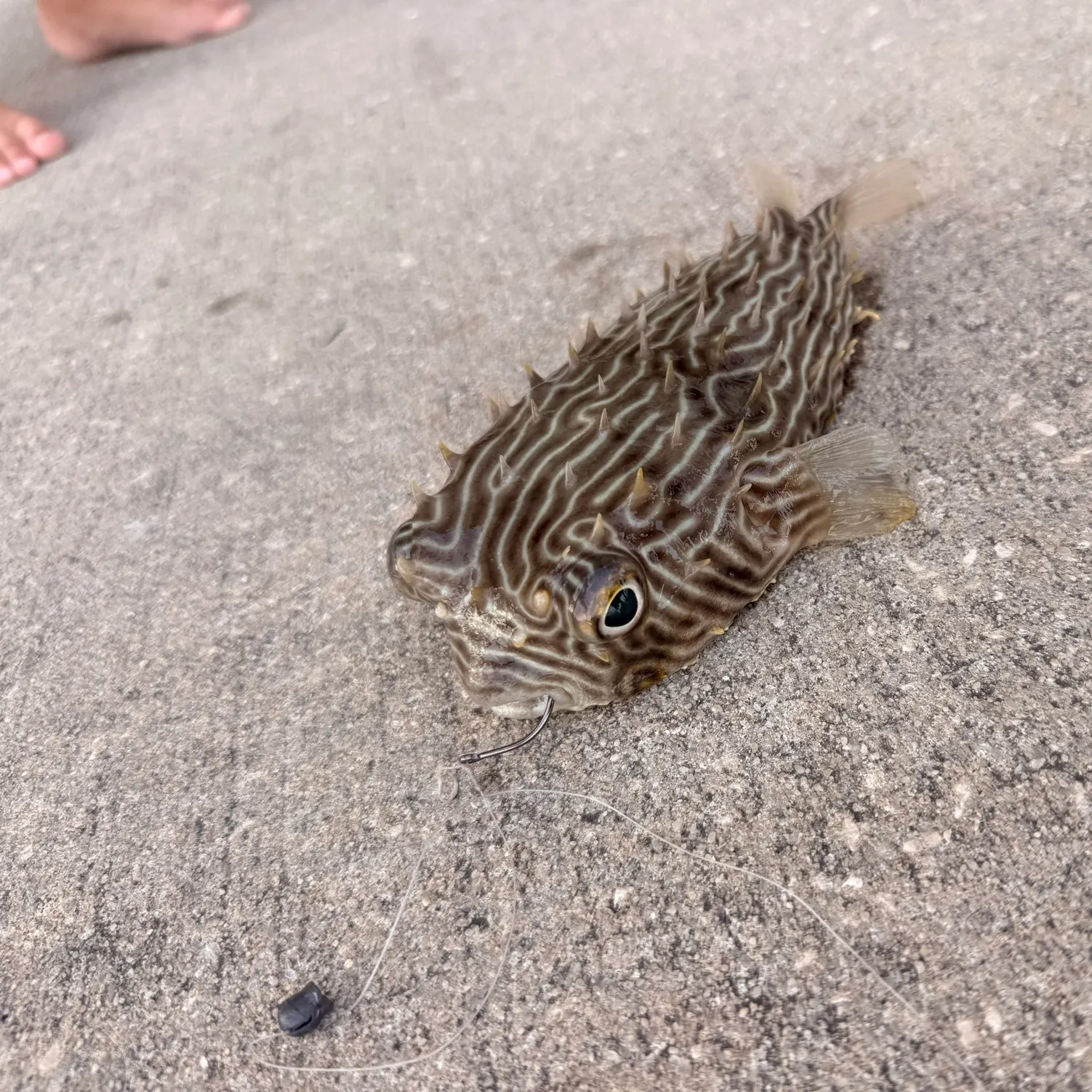 The most recent Spider-eye puffer catches on Fishbrain