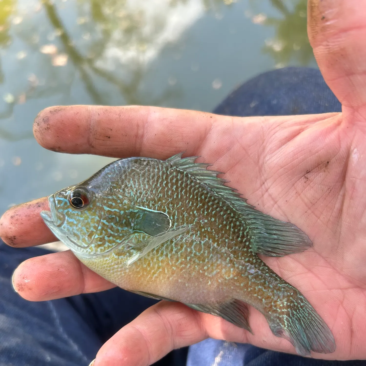 Longear sunfish caught on Fishbrain
