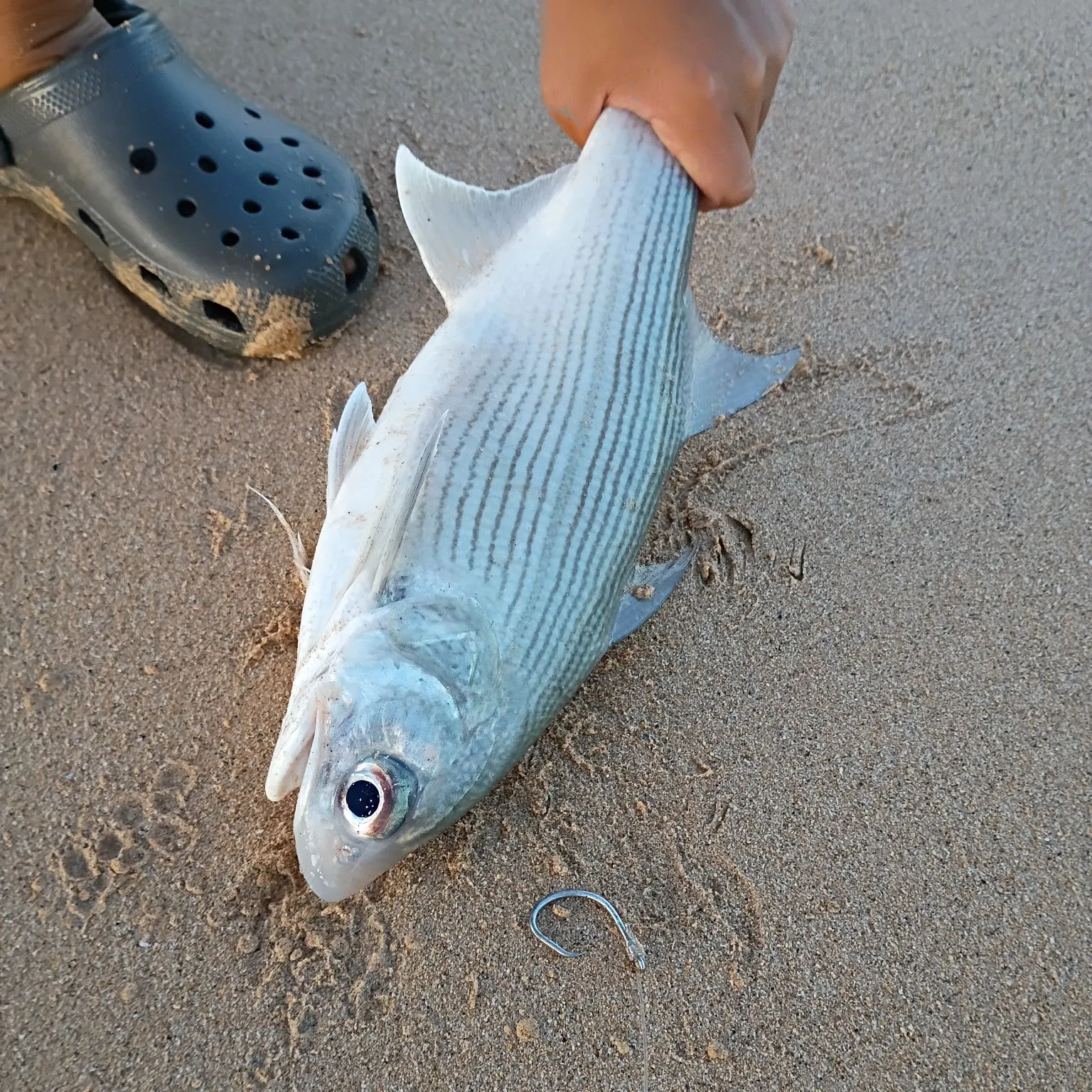 The most recent Sixfinger threadfin catches on Fishbrain