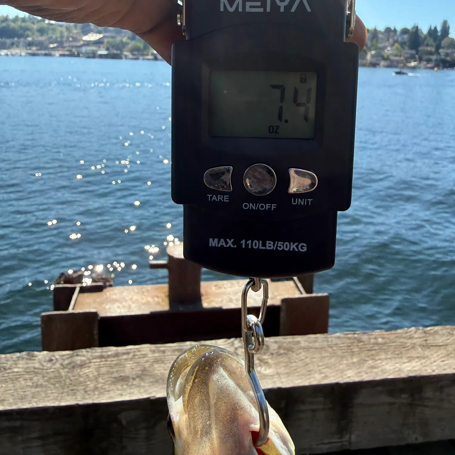 Fish caught on Fishbrain