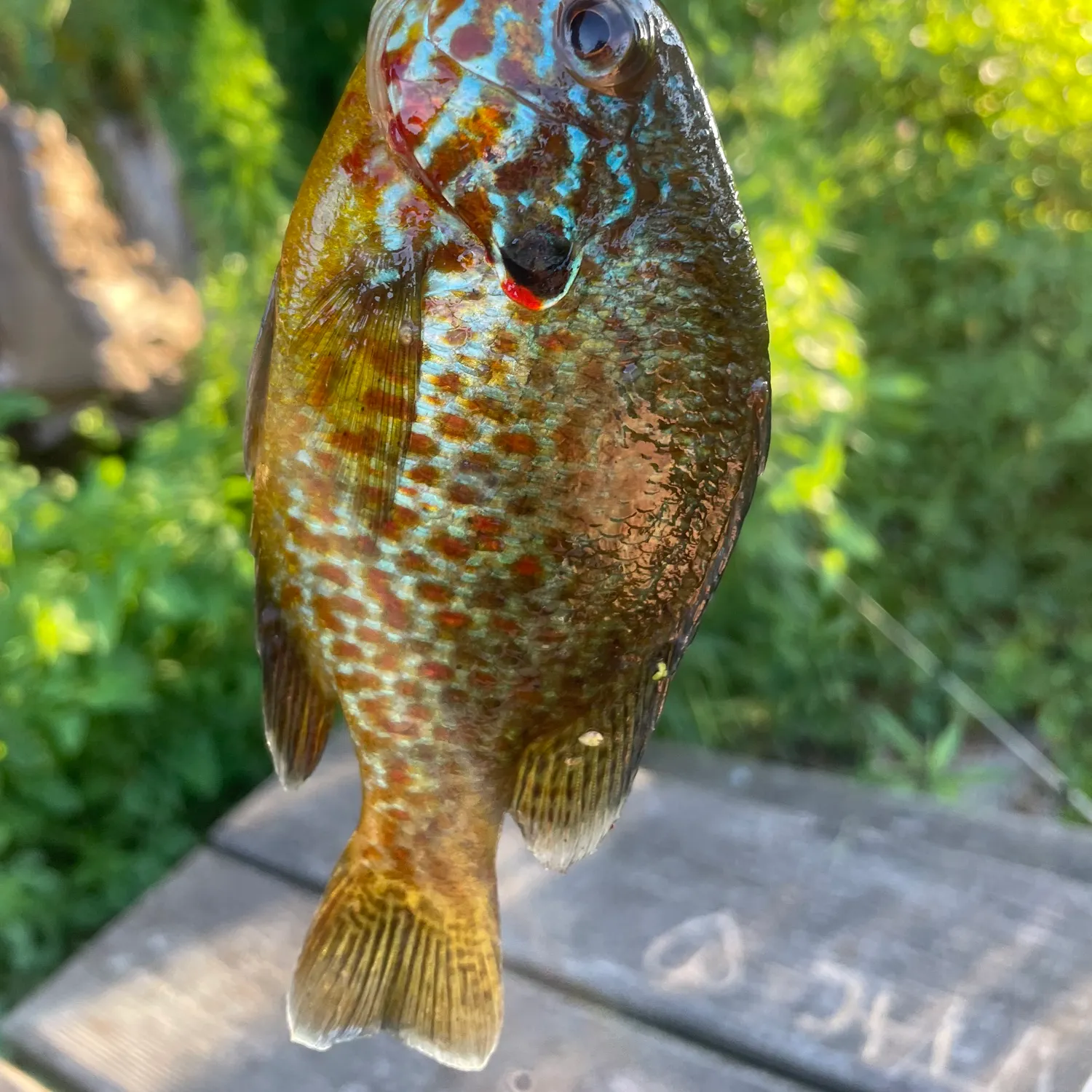 recently logged catches