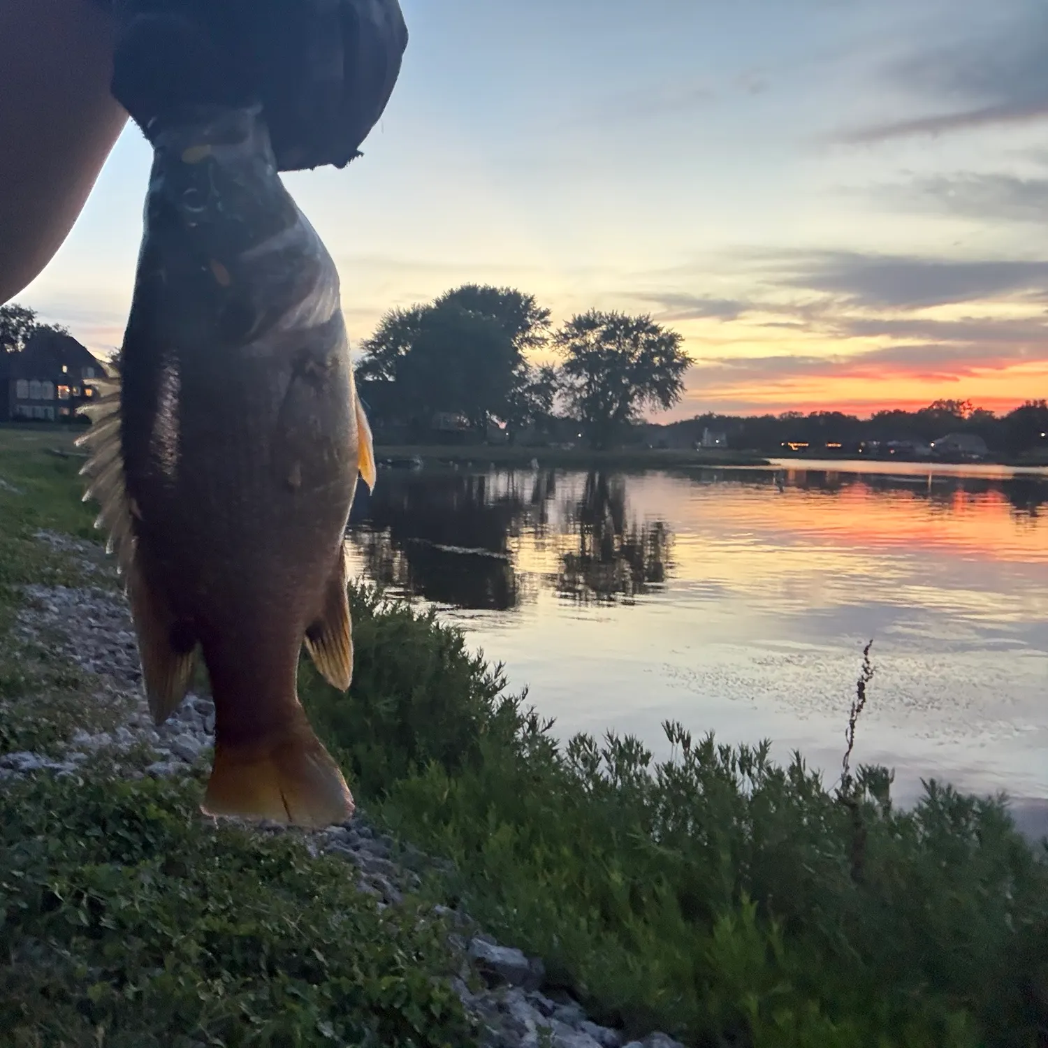 Green sunfish caught on Fishbrain