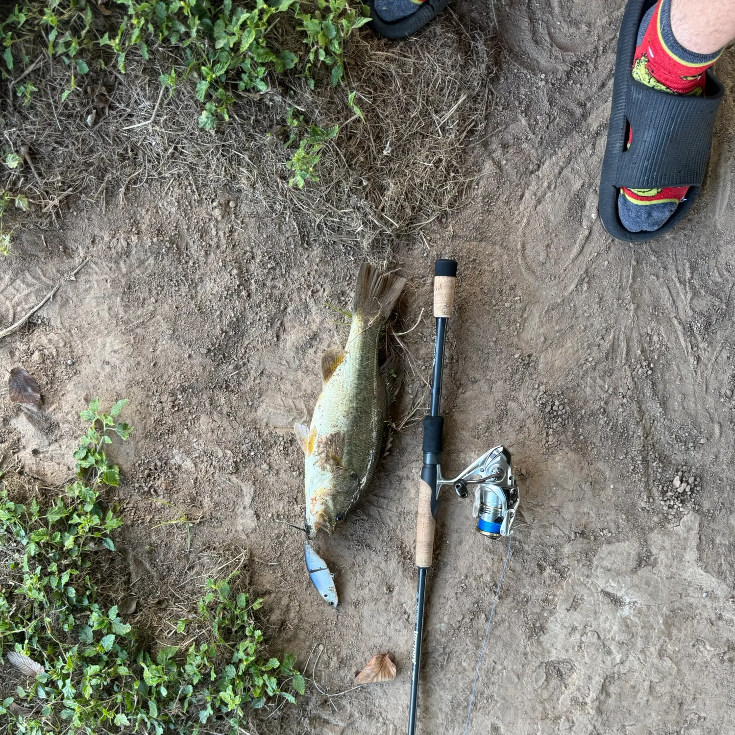 The most recent Smallmouth bass catches on Fishbrain