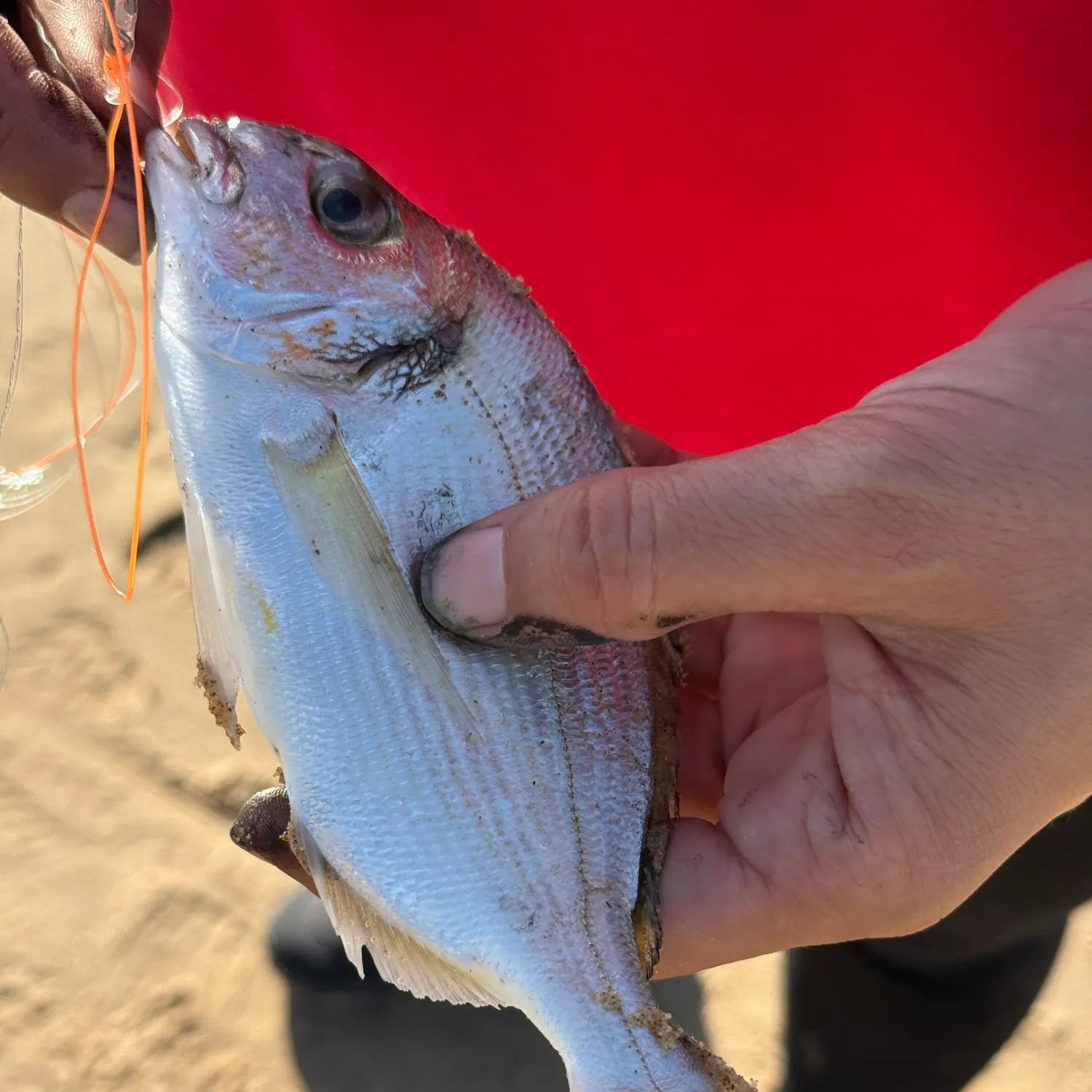 The most recent Dorada catches on Fishbrain